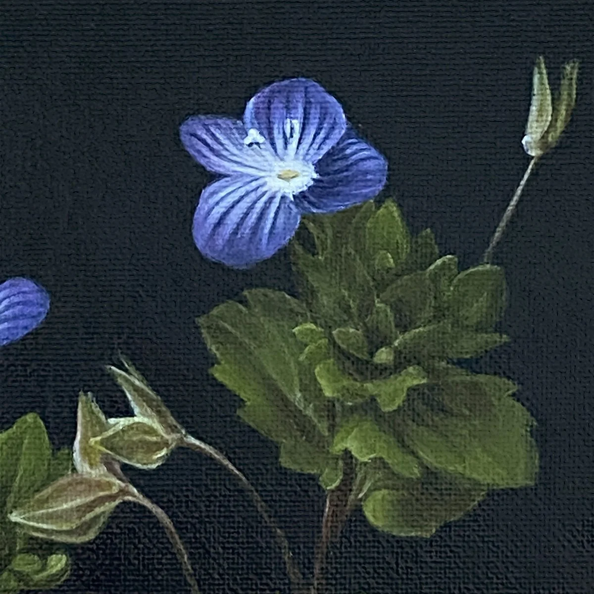 StudyBlue1_crop_speedwell.jpg