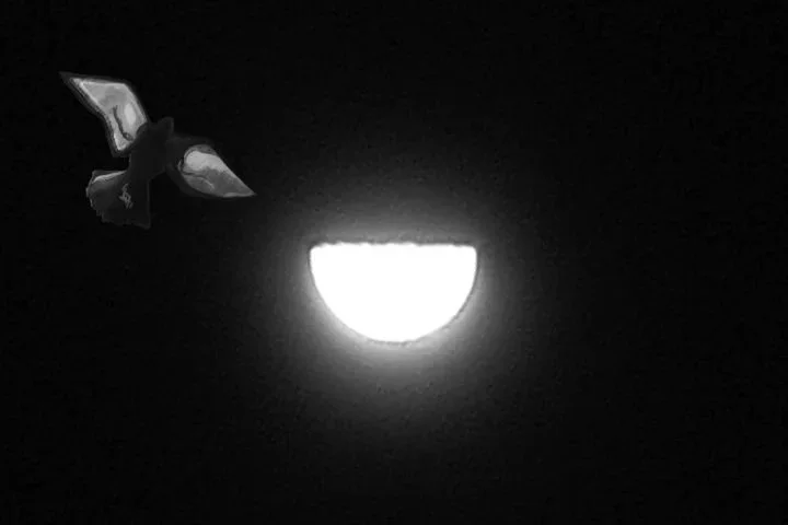 Re birds and chairs, 2010