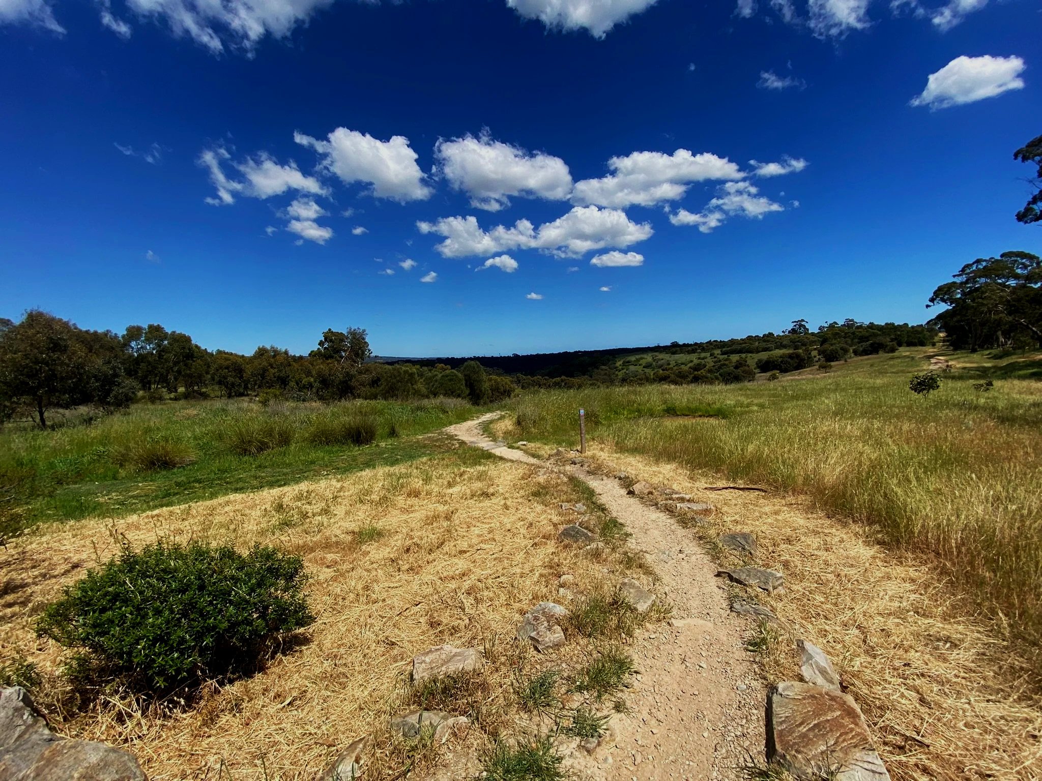 A dirt trail in a grassy field with scattered bushes and trees, under a bright blue sky with some white clouds.