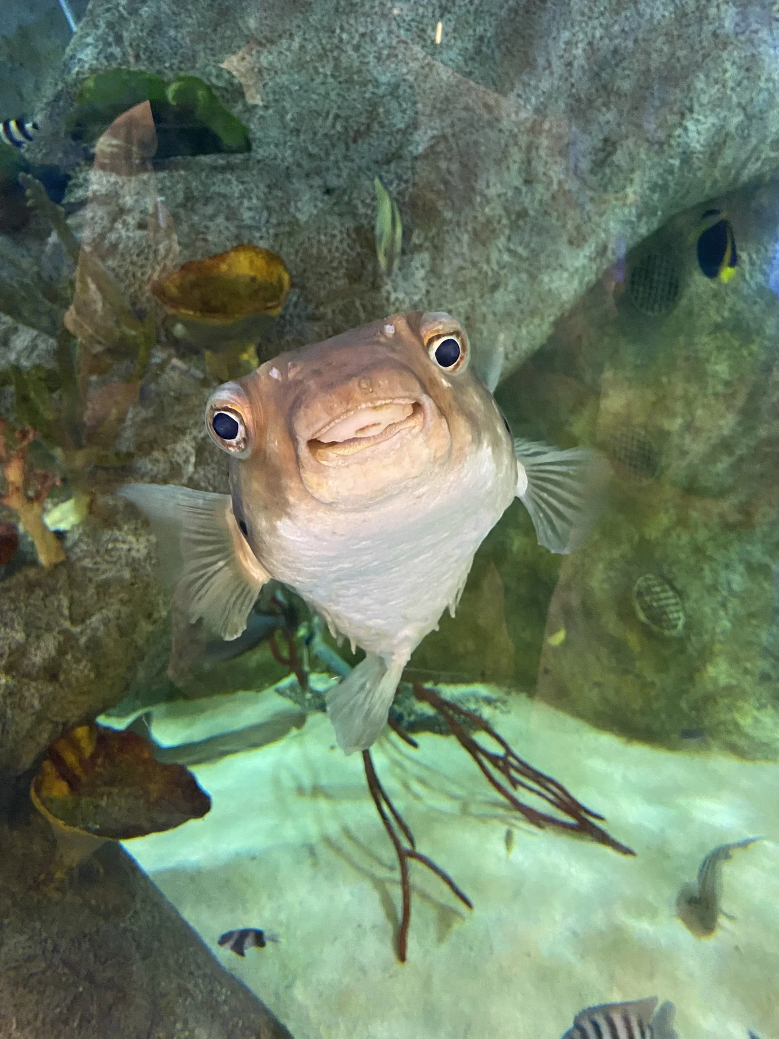 A fish with a face resembling a smile, surrounded by other small fish and aquatic plants in an aquarium with a rocky background.