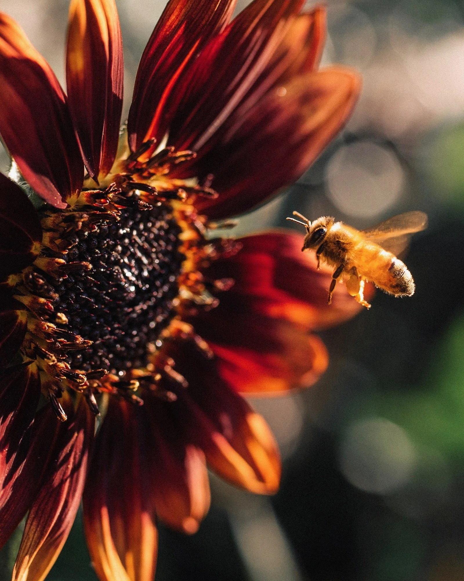 Close-up of a dark red and orange flower's petals with a bee collecting nectar and pollen near the center.