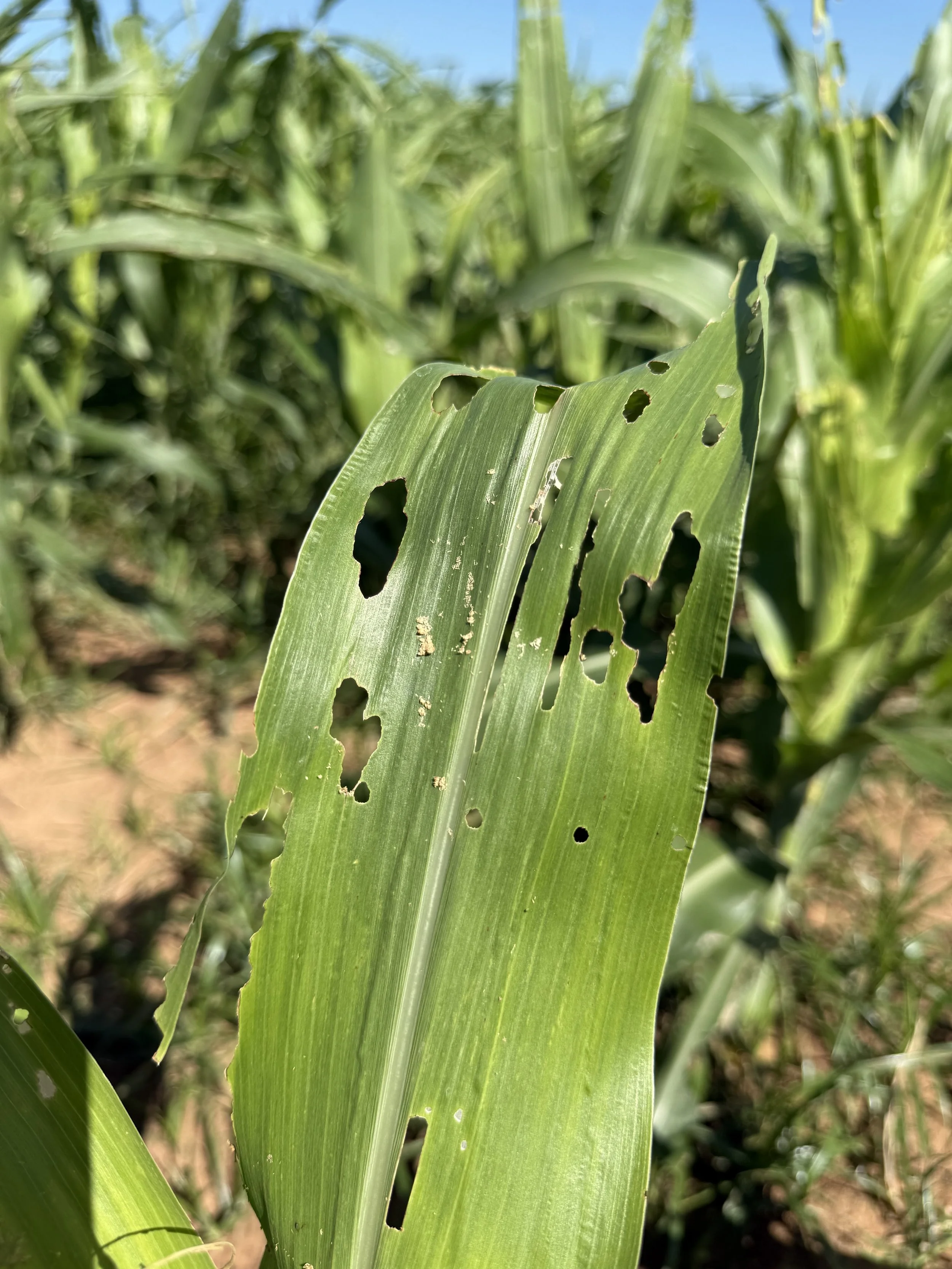 Agricultural Crop Spraying