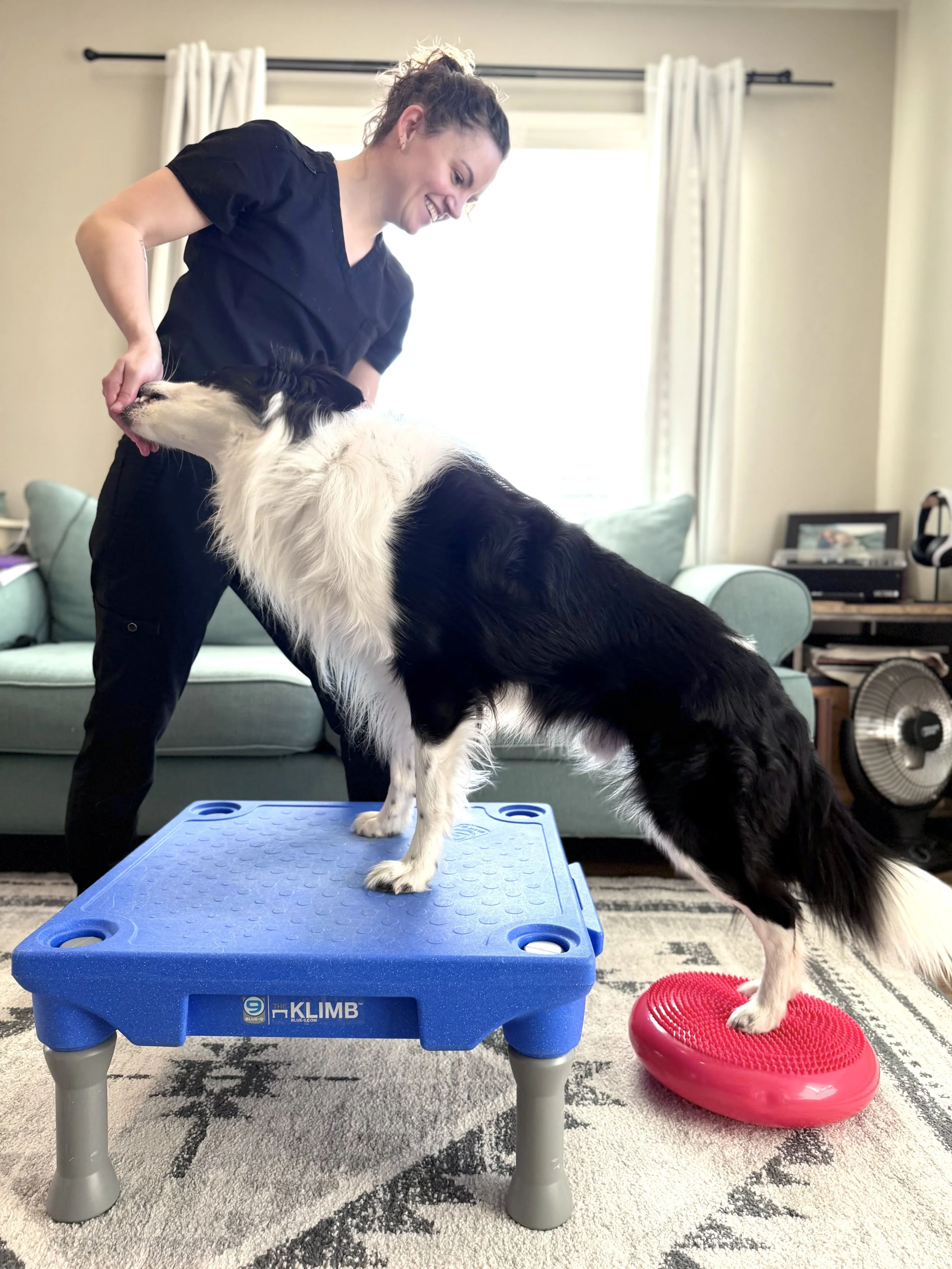 A woman in black scrubs training a black and white Border Collie on a blue exercise platform indoors, with a sofa, window, and various household items in the background.