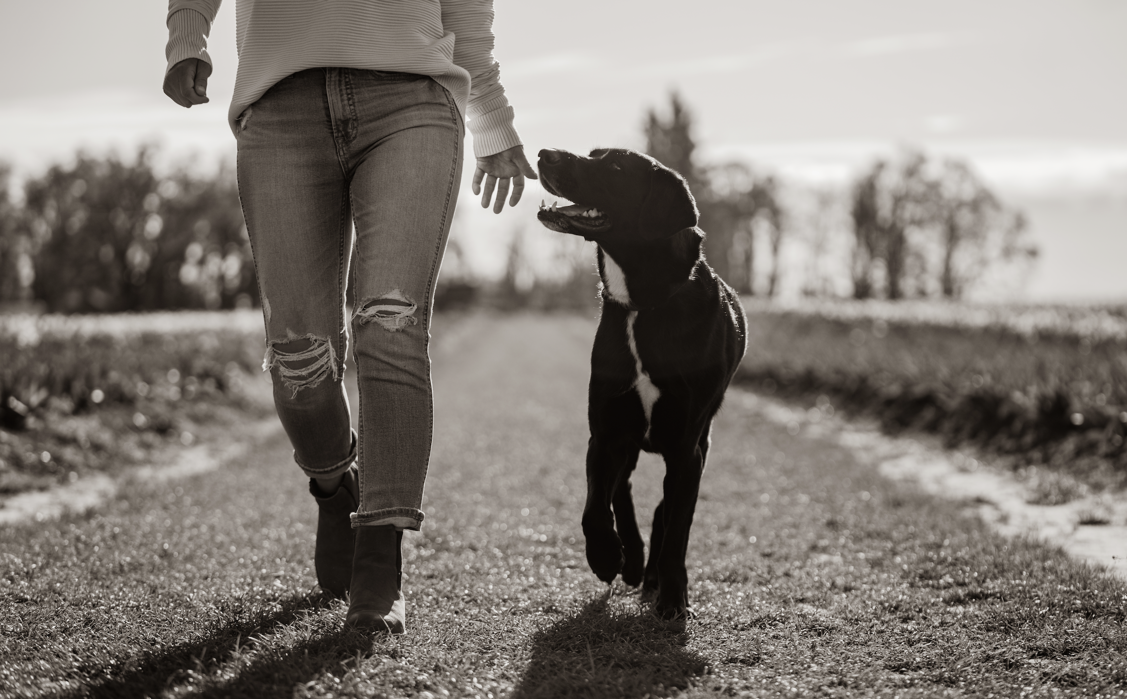 A person walking a dog on a grassy path, with trees in the background, in black and white.