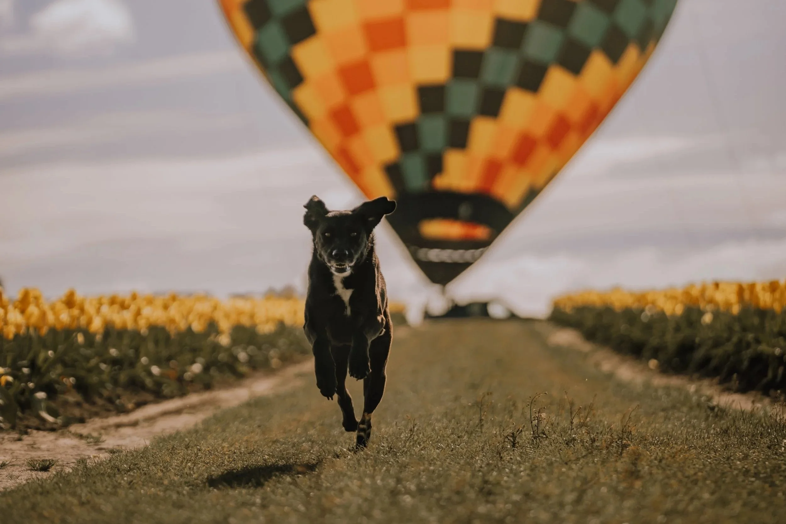 A black dog with a white chest running on a dirt path in a field of yellow flowers, with a large hot air balloon in the background.