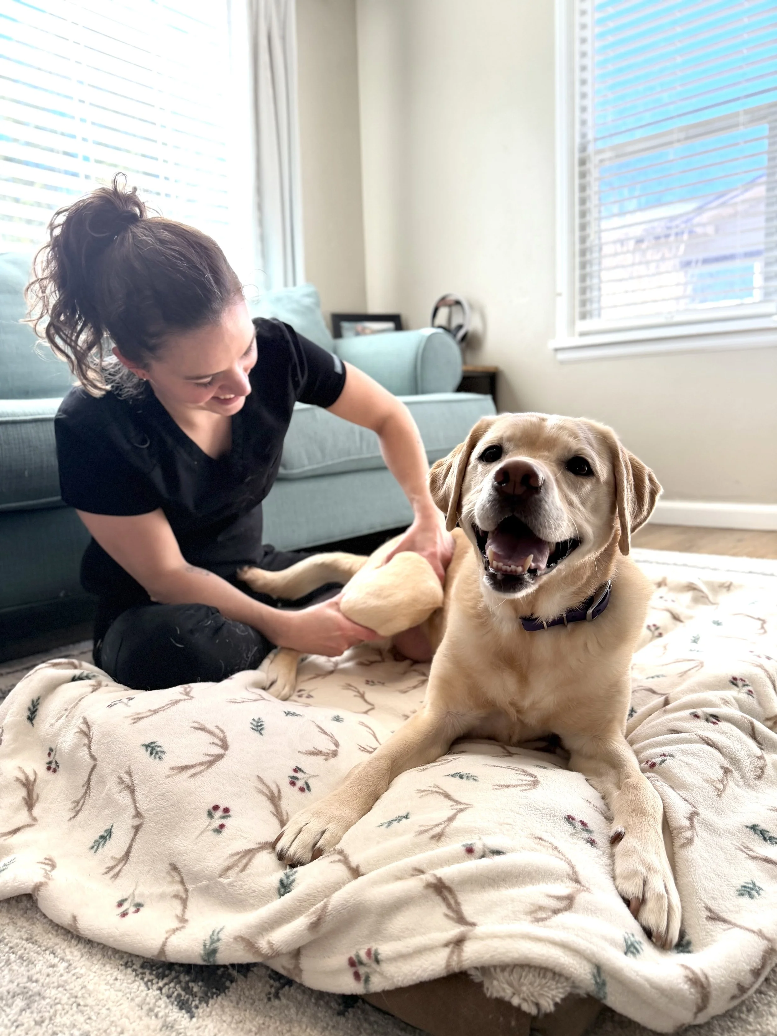 A woman in black scrubs massaging the leg of a happy yellow Labrador retriever puppy on a blanket in a bright living room with large windows.