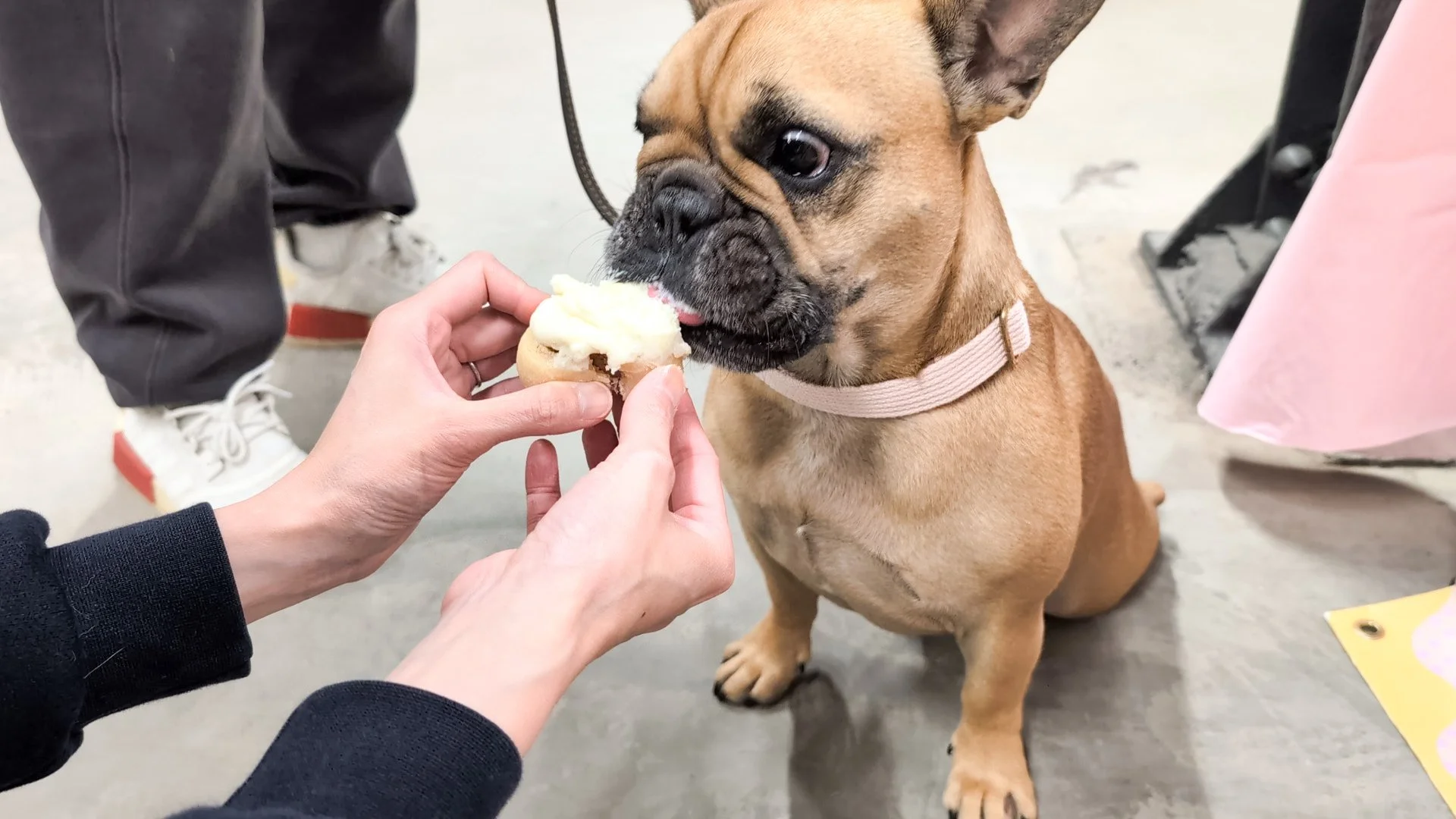 Geelong Dog Lovers Market