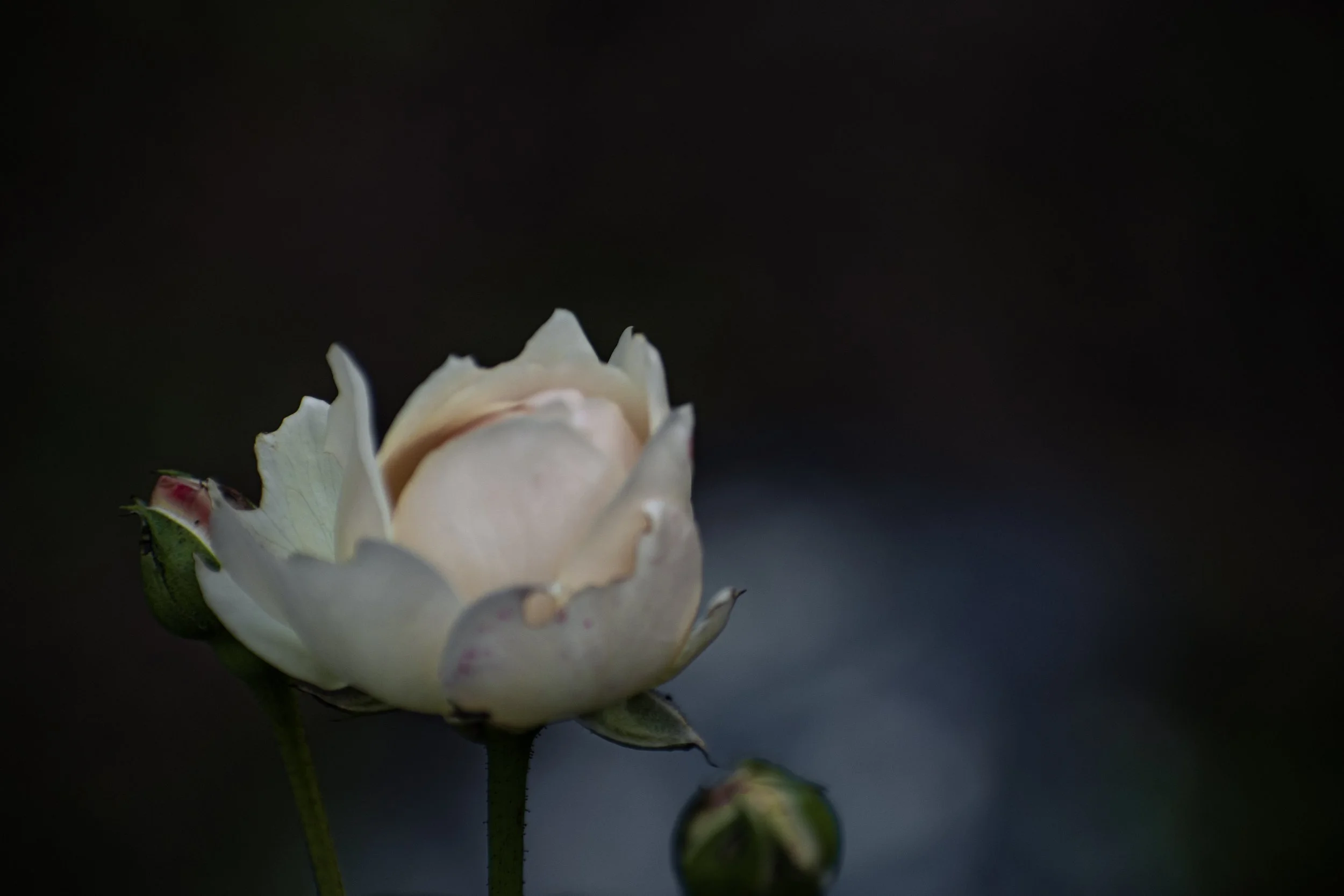 AJS_0598 copy (1).jpg