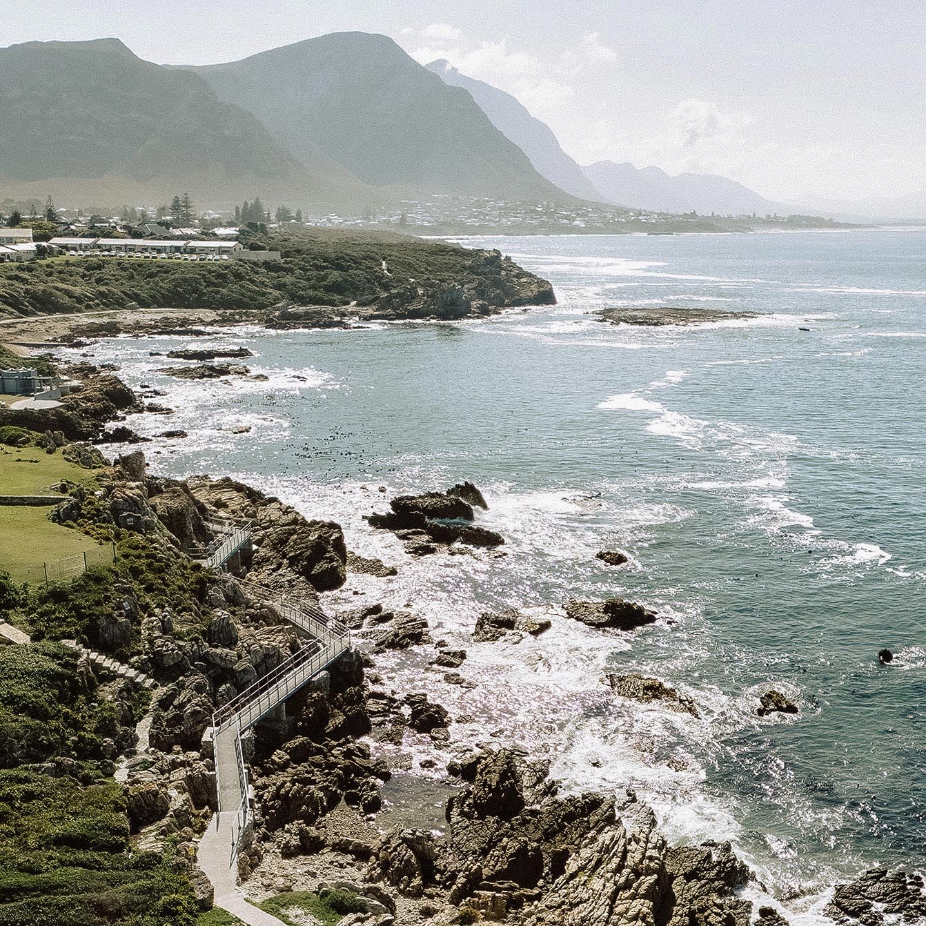 Hermanus is famous for land-based whale watching, specifically the Southern Right Whale.