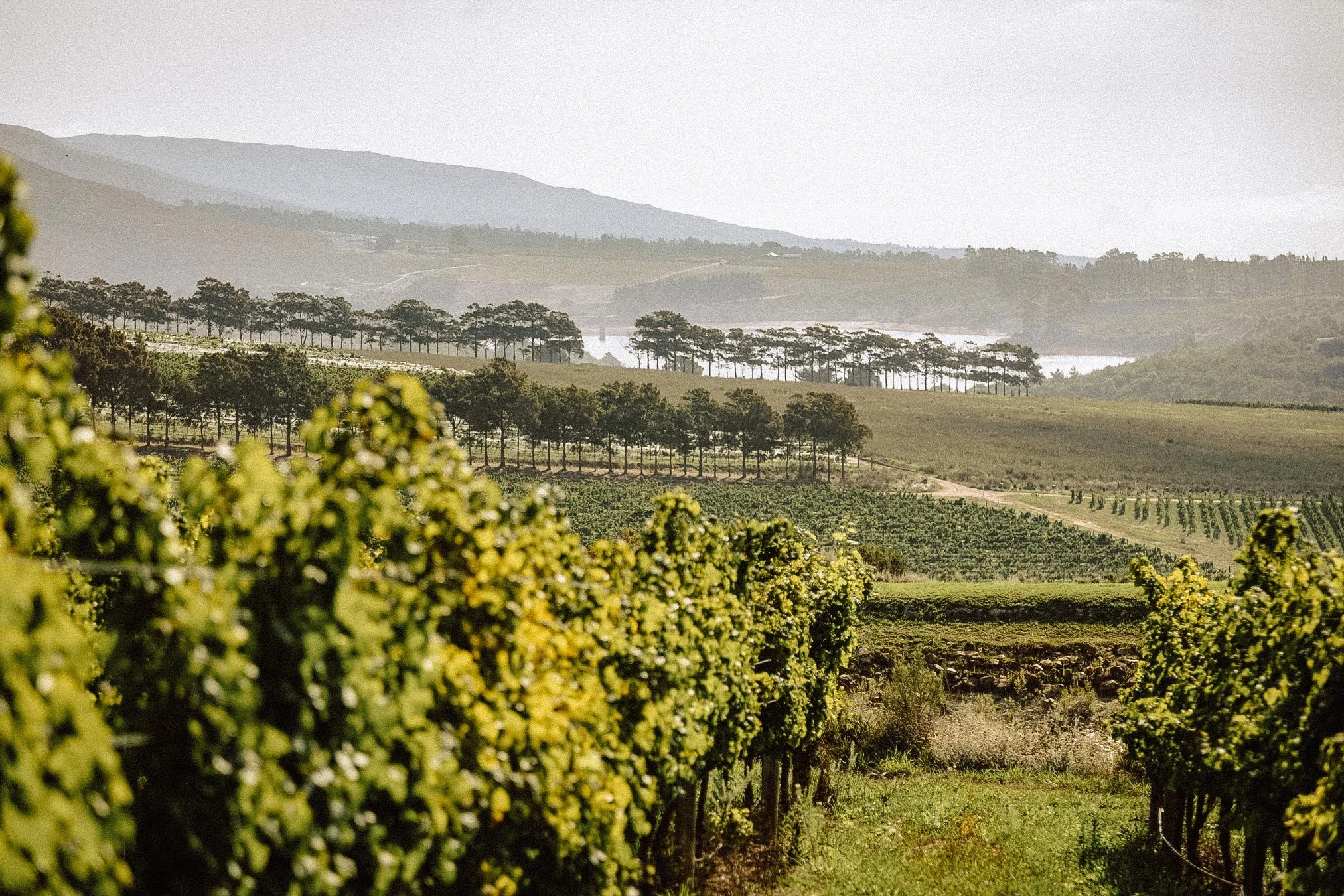 Moyas-Vineyard-MvR-2026-02-Grounds-Vineyards-001.jpg