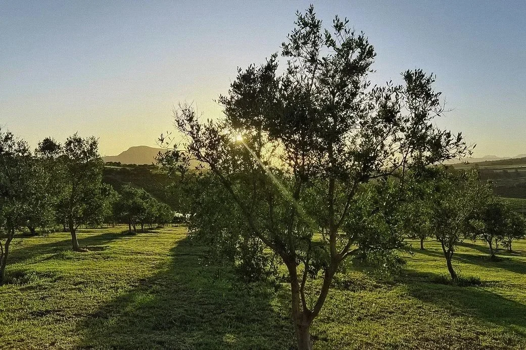 Moyas-Vineyard-Exterior-043-web.jpg