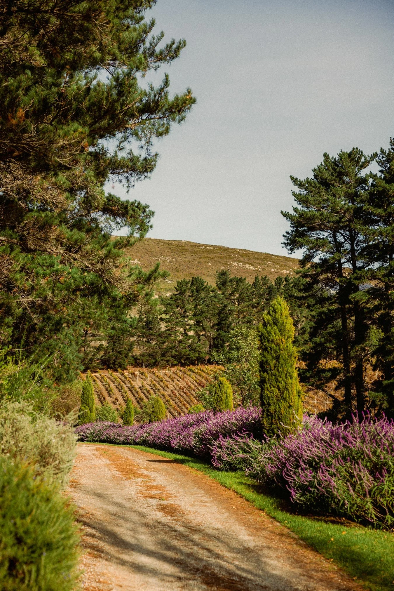 A dirt path surrounded by purple flowering plants on the right and green bushes and trees on the left, leading towards a hillside with trees and greenery under a cloudy sky. Private luxury villa (accommodation) in Hemel-en-Aarde, Hermanus.