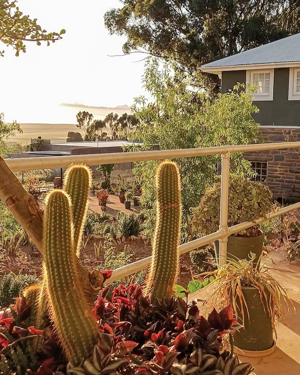 A balcony garden with cacti and potted plants overlooking a scenic view of trees, water, and distant mountains at sunset.