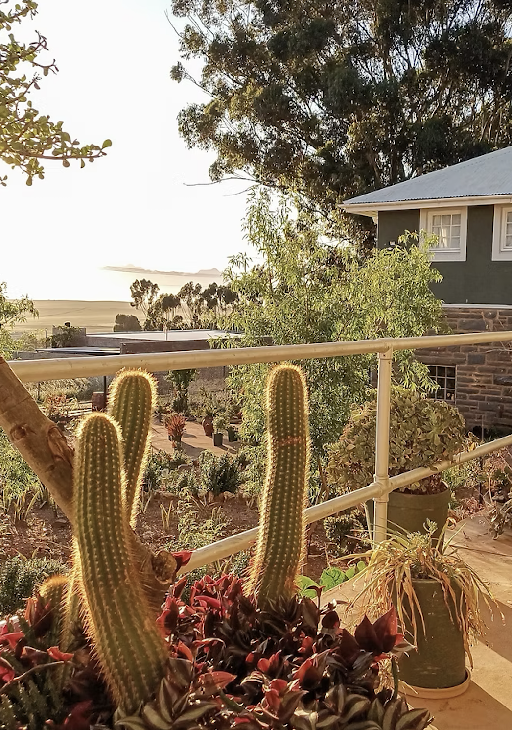 A backyard scene at sunset with potted plants, including cacti and other greenery, on a wooden deck with a house and trees in the background.