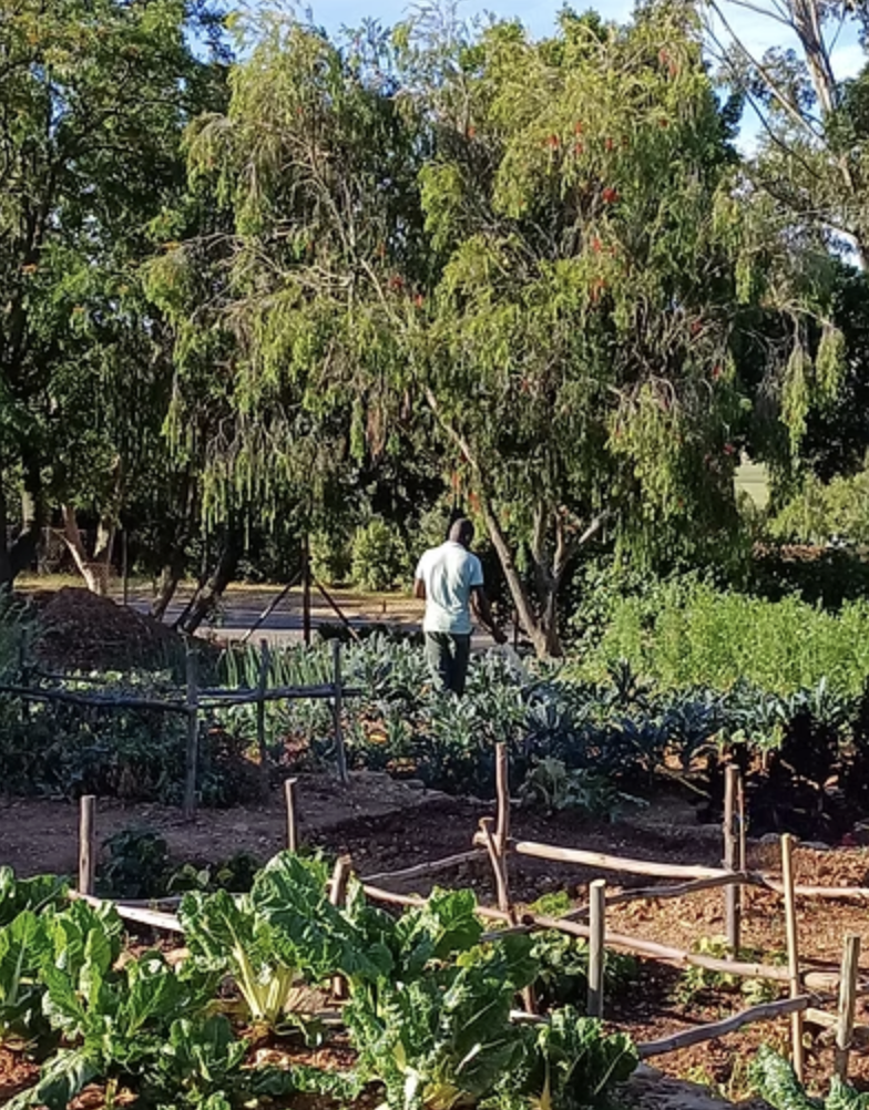 A person wearing a white shirt and dark pants walking through a lush garden with vegetable plants and trees on a sunny day.