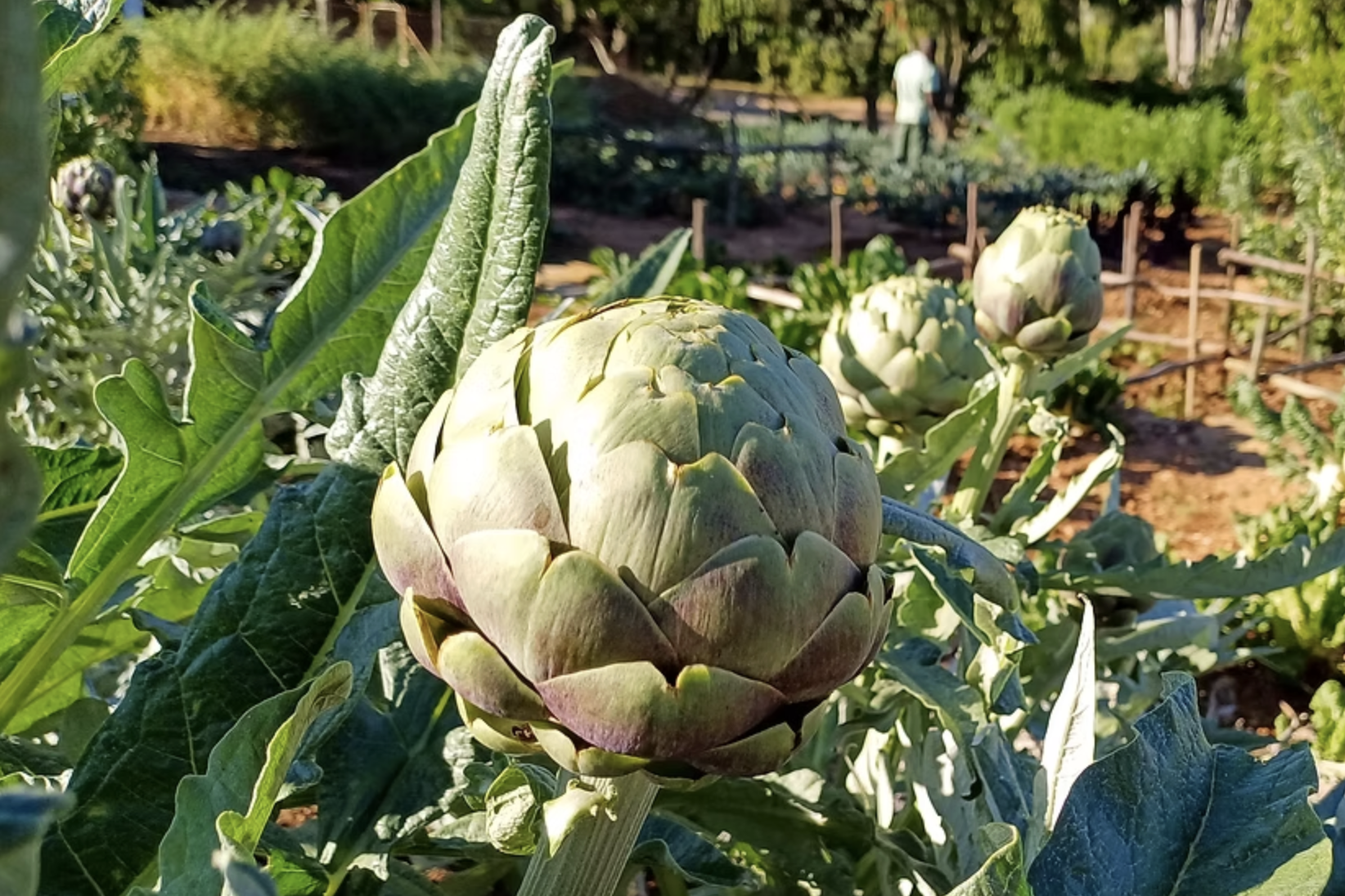 Fresh green artichokes growing on the plant in a garden farm, with one artichoke prominently in foreground and others in the background under sunlight.