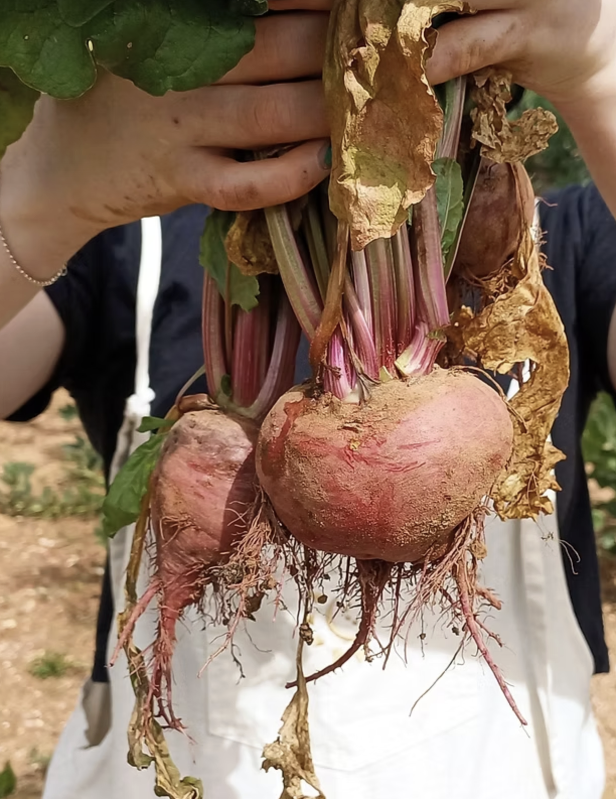 Person holding freshly dug beets with green leaves, pink and purple stems, and dirt on their surface.