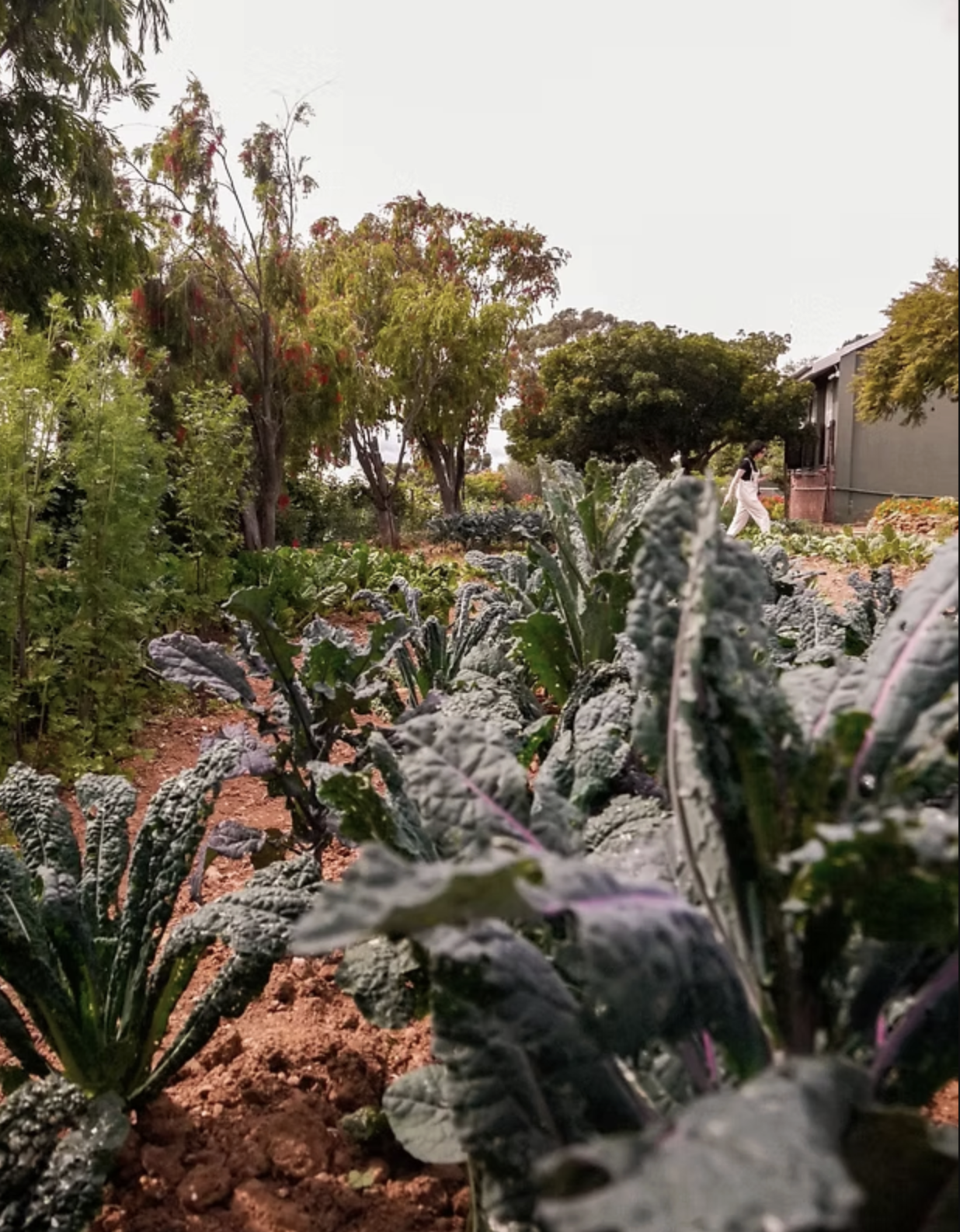 Vegetable garden with kale plants in foreground, trees and a person walking in the background.
