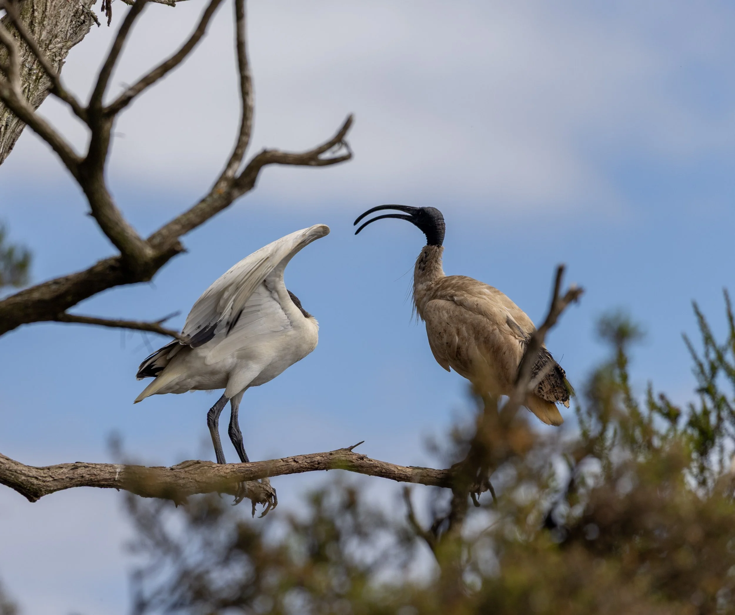 BEAK TO BEAK 5- HEADLESS (1 of 1).jpg