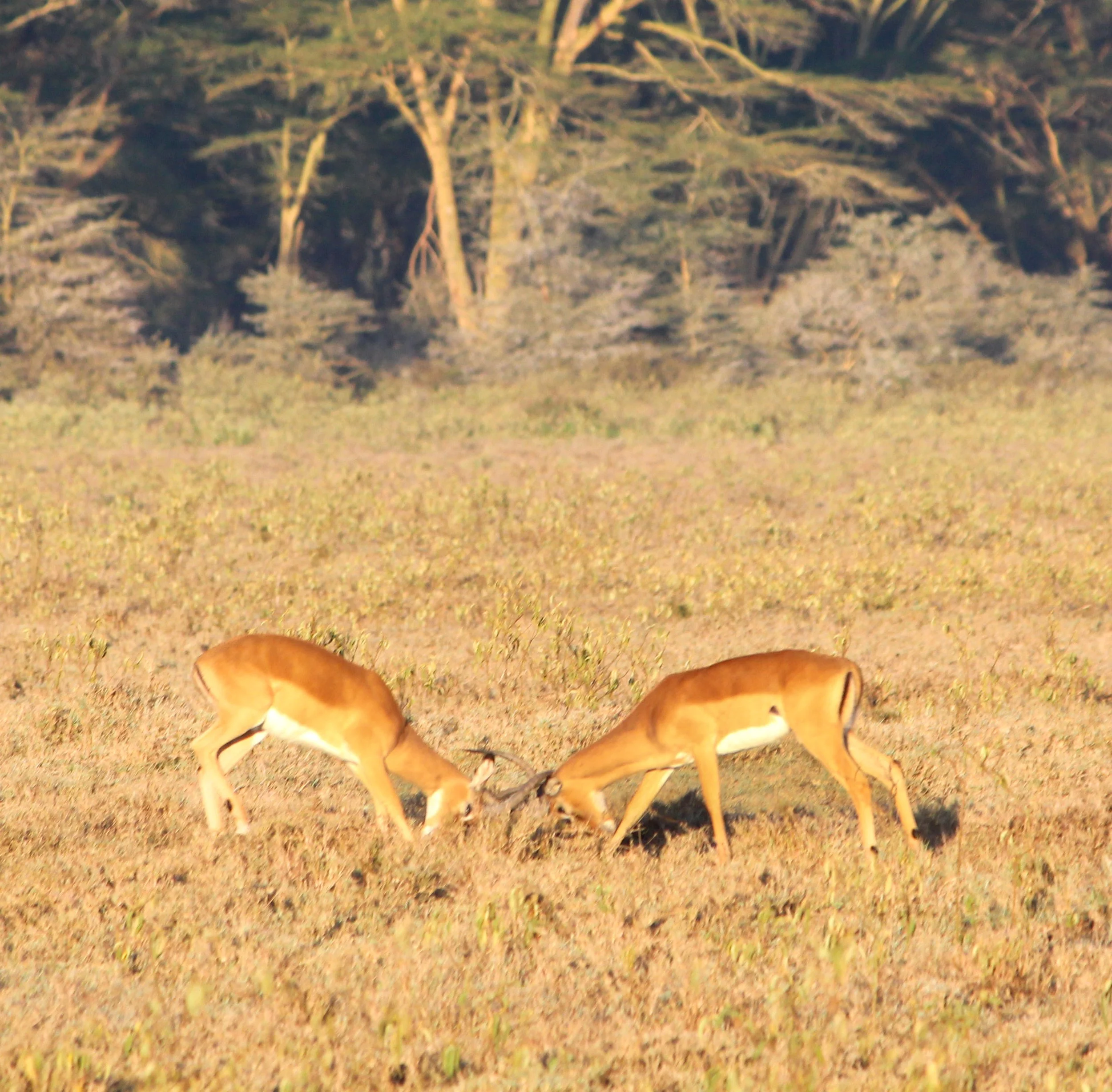 HEAD BUTTING (1 of 1).jpg