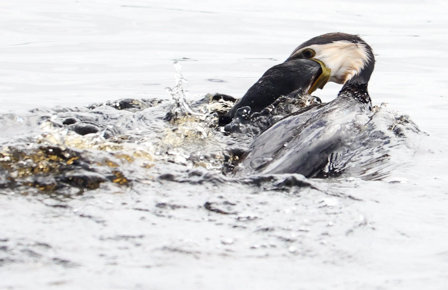 ITCHY WING (1 of 1).jpg