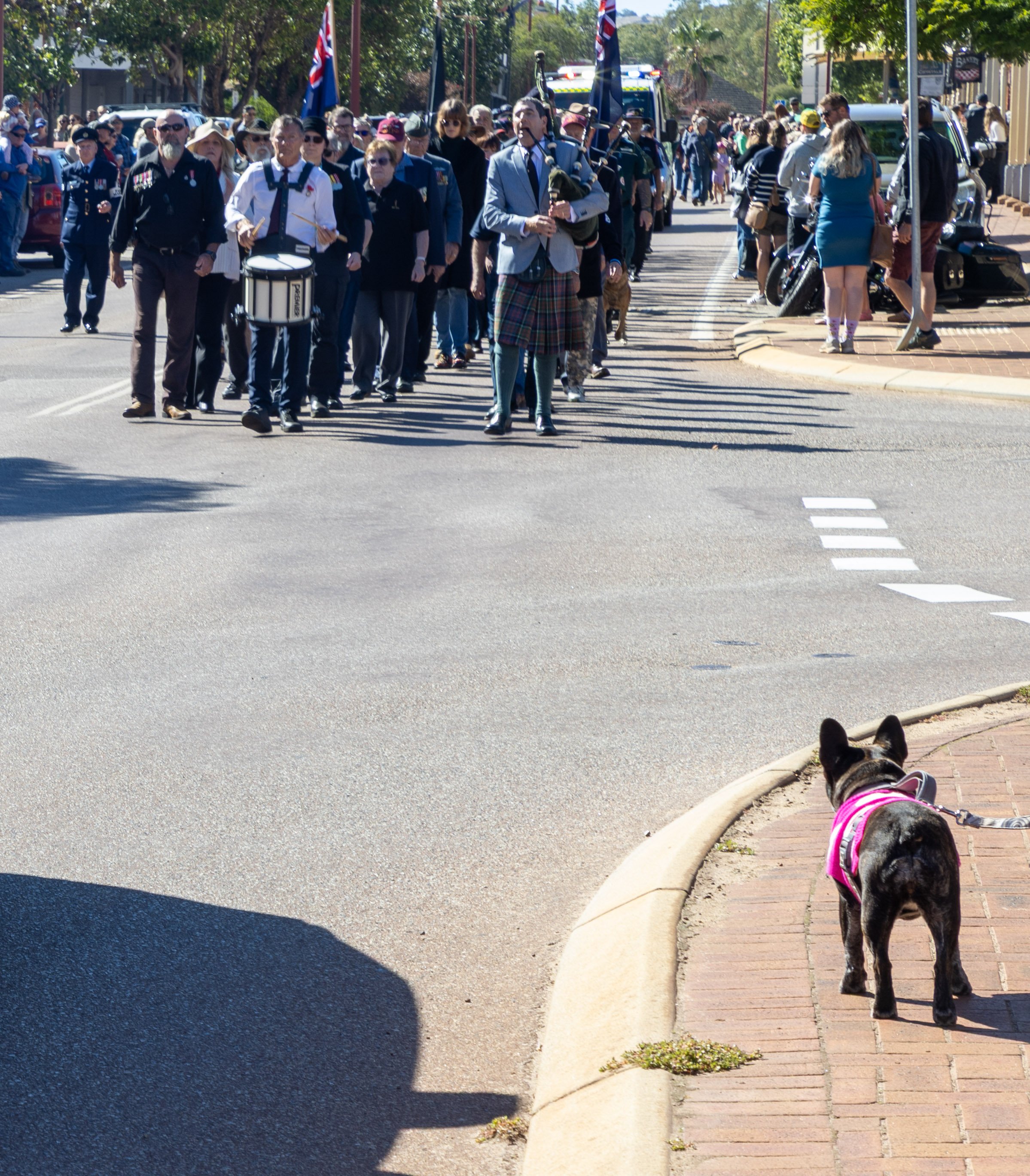 Parade3-with dog watching (1 of 1).jpg