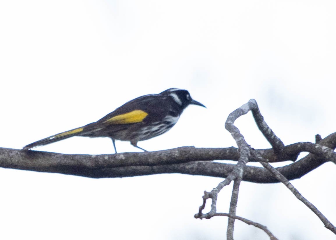 BIRD ON STICK (1 of 1).jpg