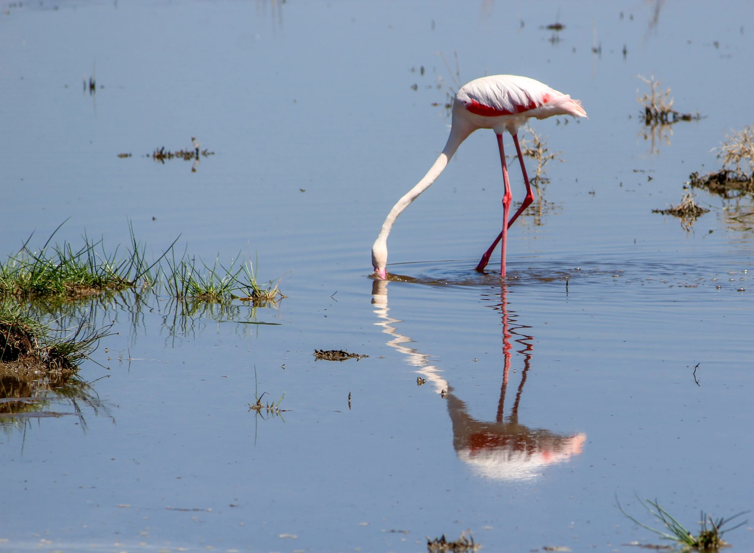 FLAMINGO (1 of 1).jpg