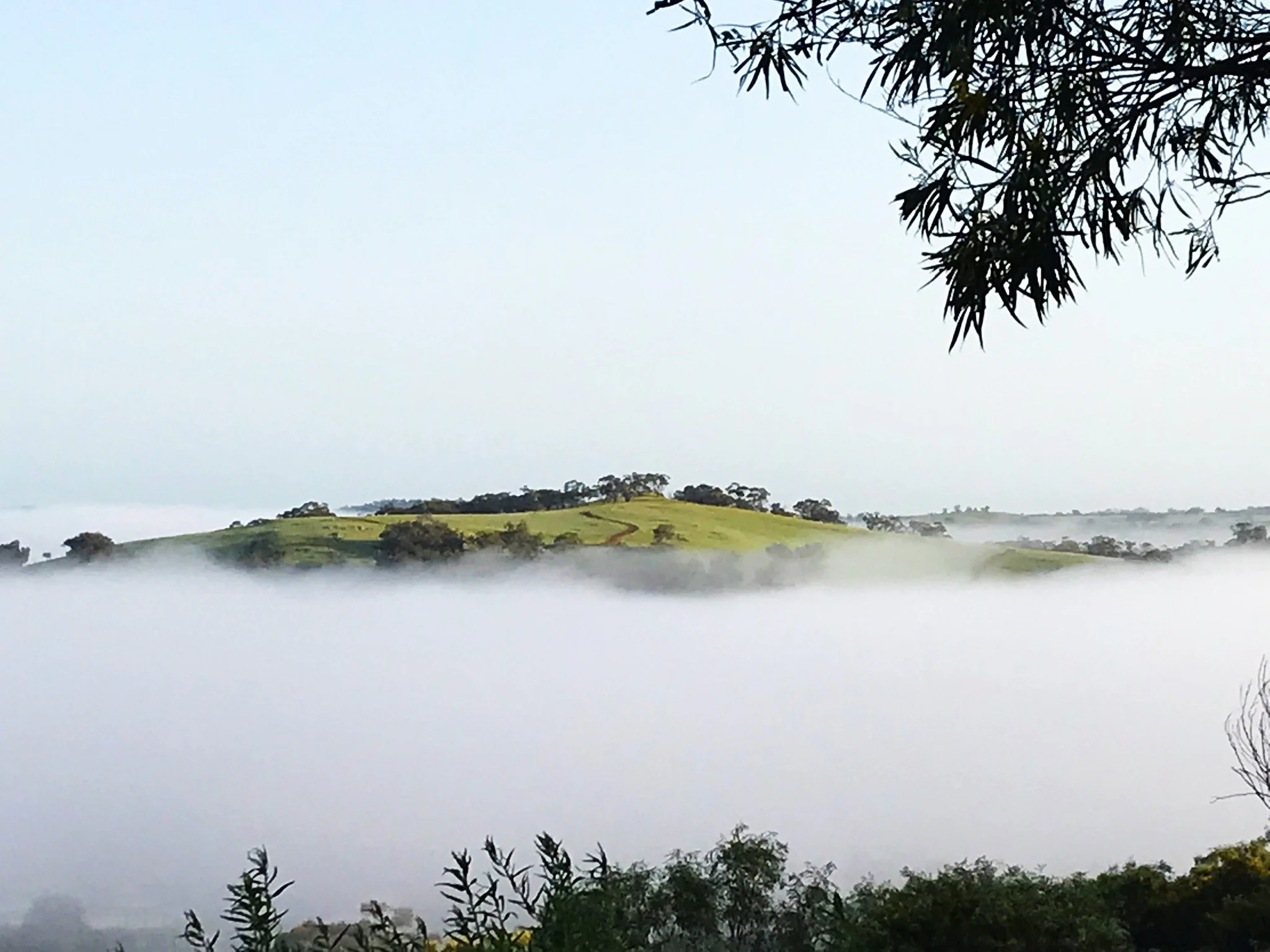 mt anderson in the mist.jpg