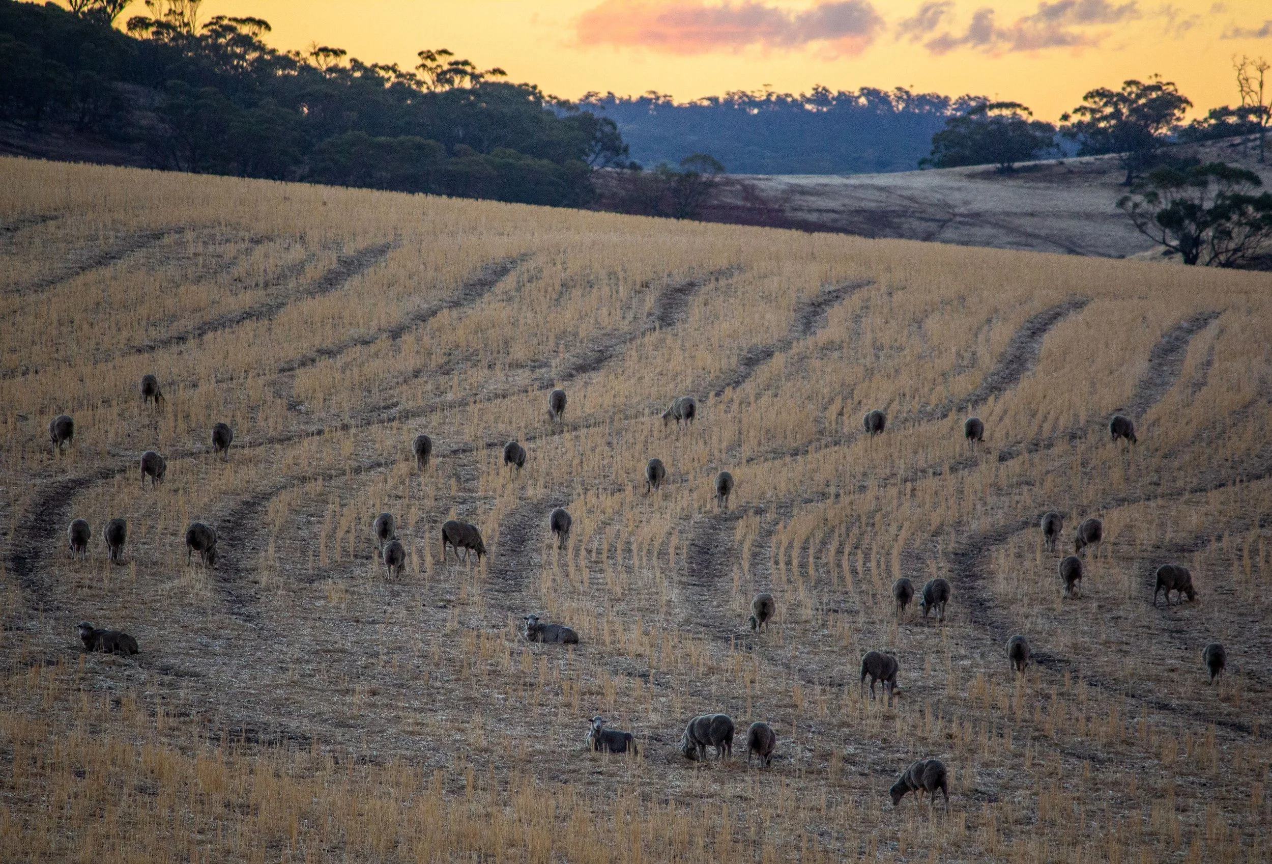 Sunset sheep-6.3.2024.jpg