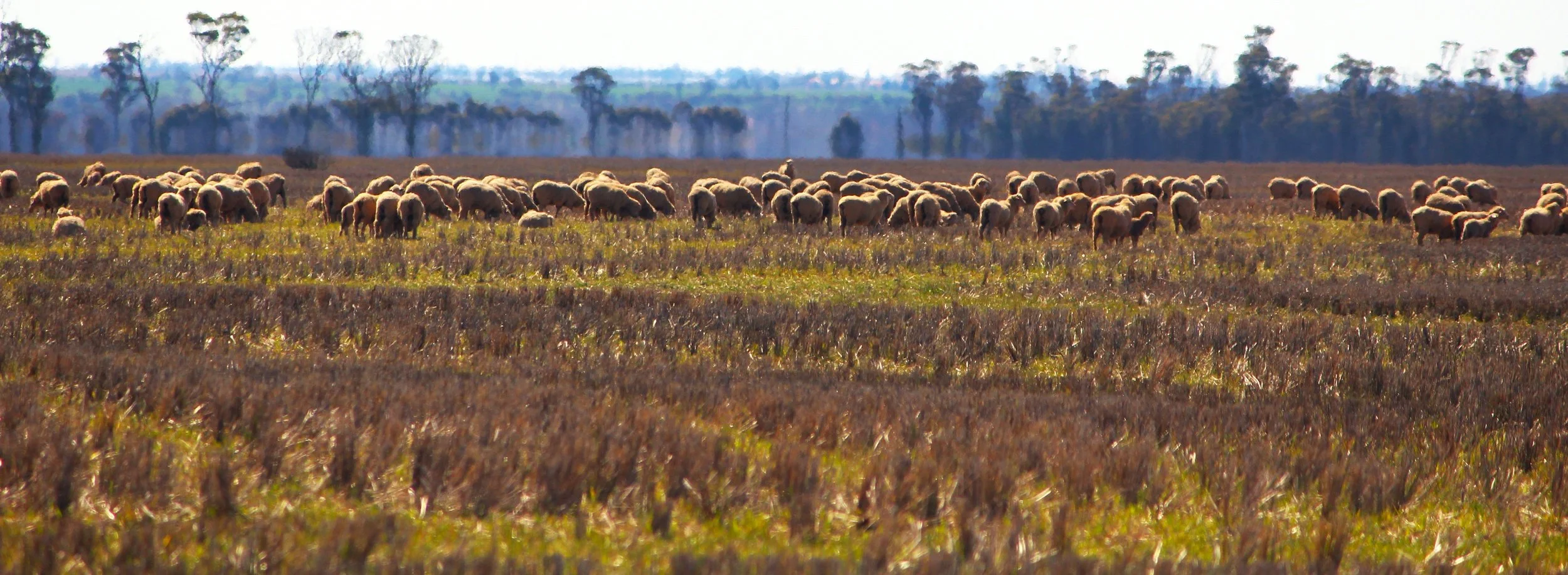 Mob of sheep2-Wheatbelt.jpg
