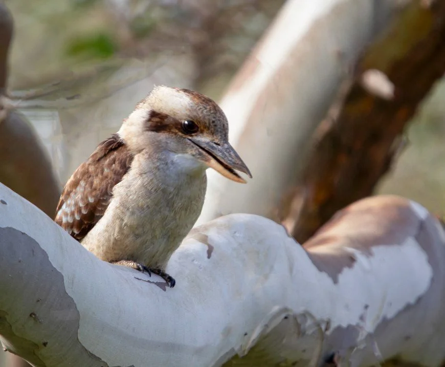 baby kooka (1 of 1).jpg