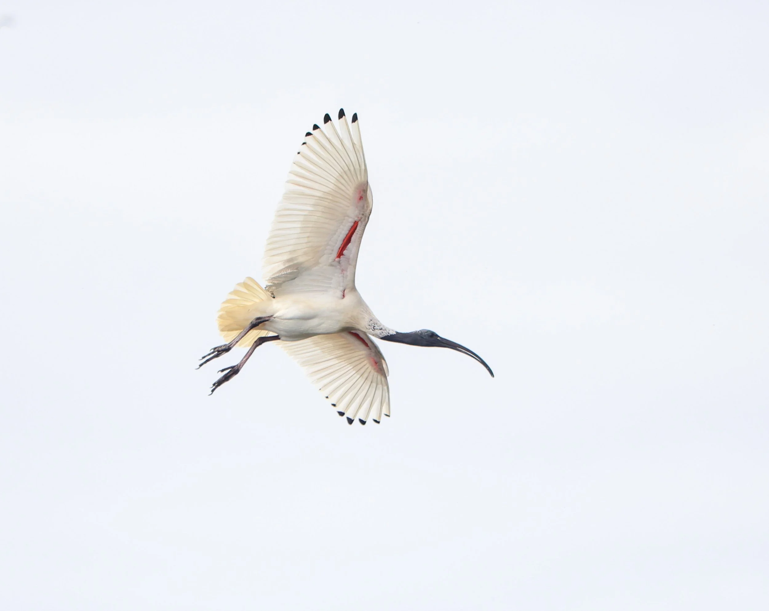 CRANE OBVER LAK SEPPING (1 of 1).jpg