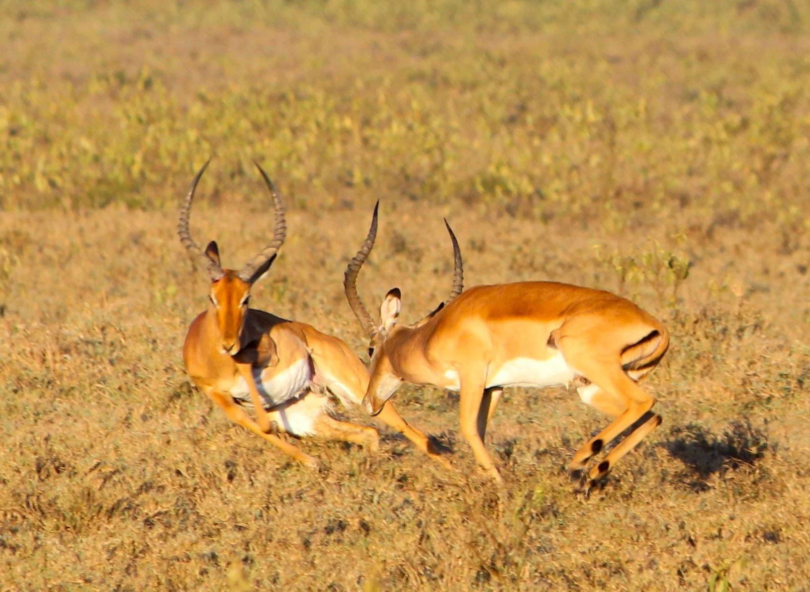 battle is on (1 of 1).jpg