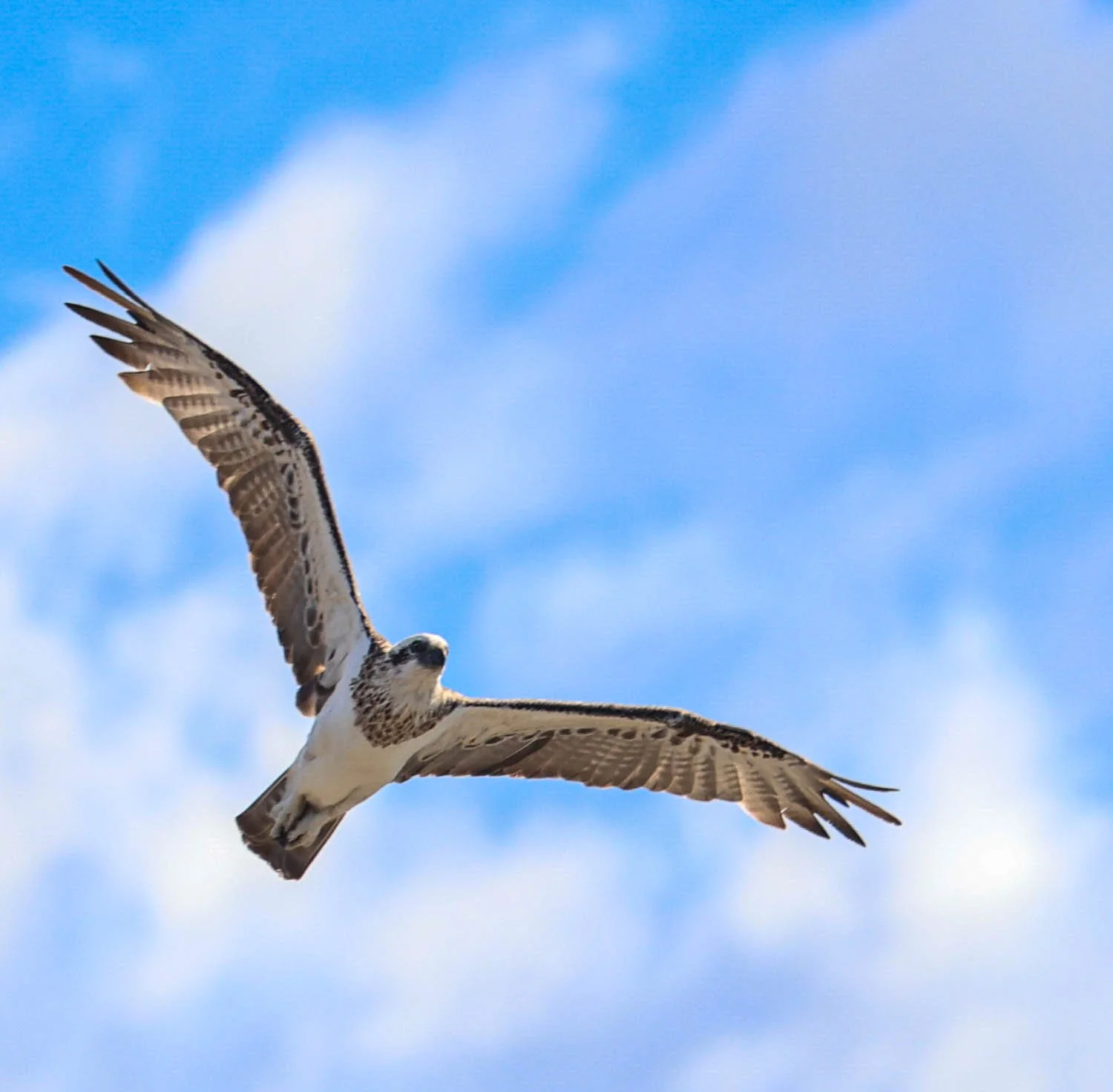 OSPREY IN FLIGHT LOOKING DOWN3 (1 of 1).jpg