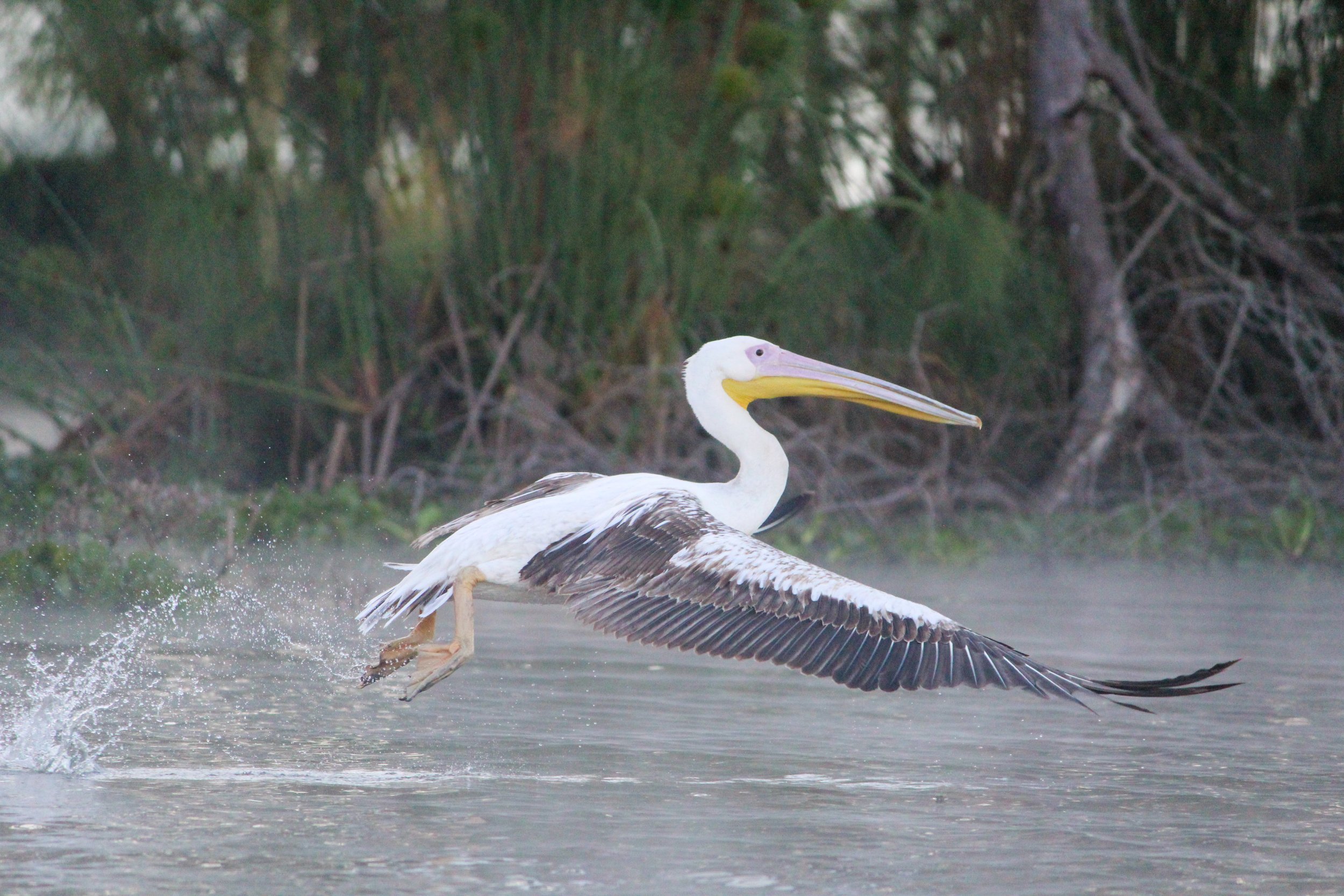 african pelican (1 of 1).jpg