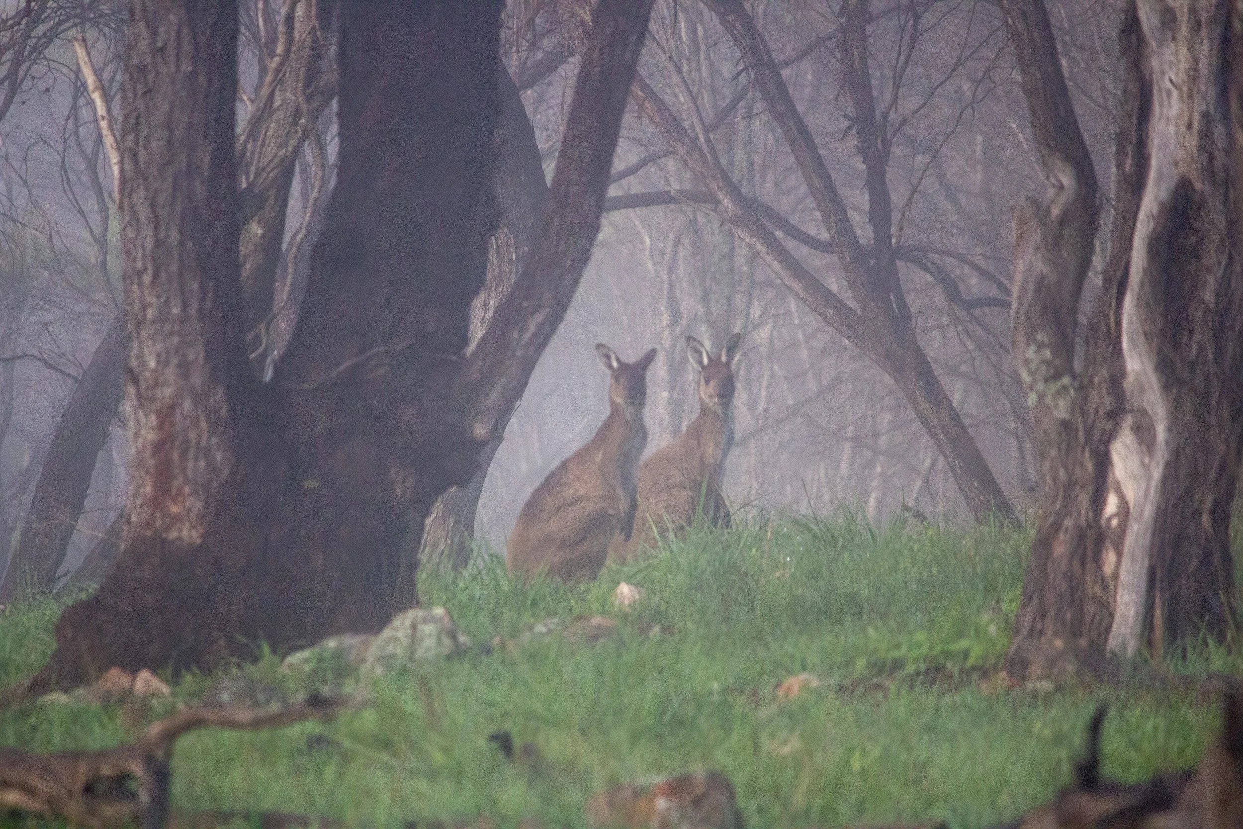 KANGAROOS IN THE MIST-PELHAM  (1 of 1).jpg