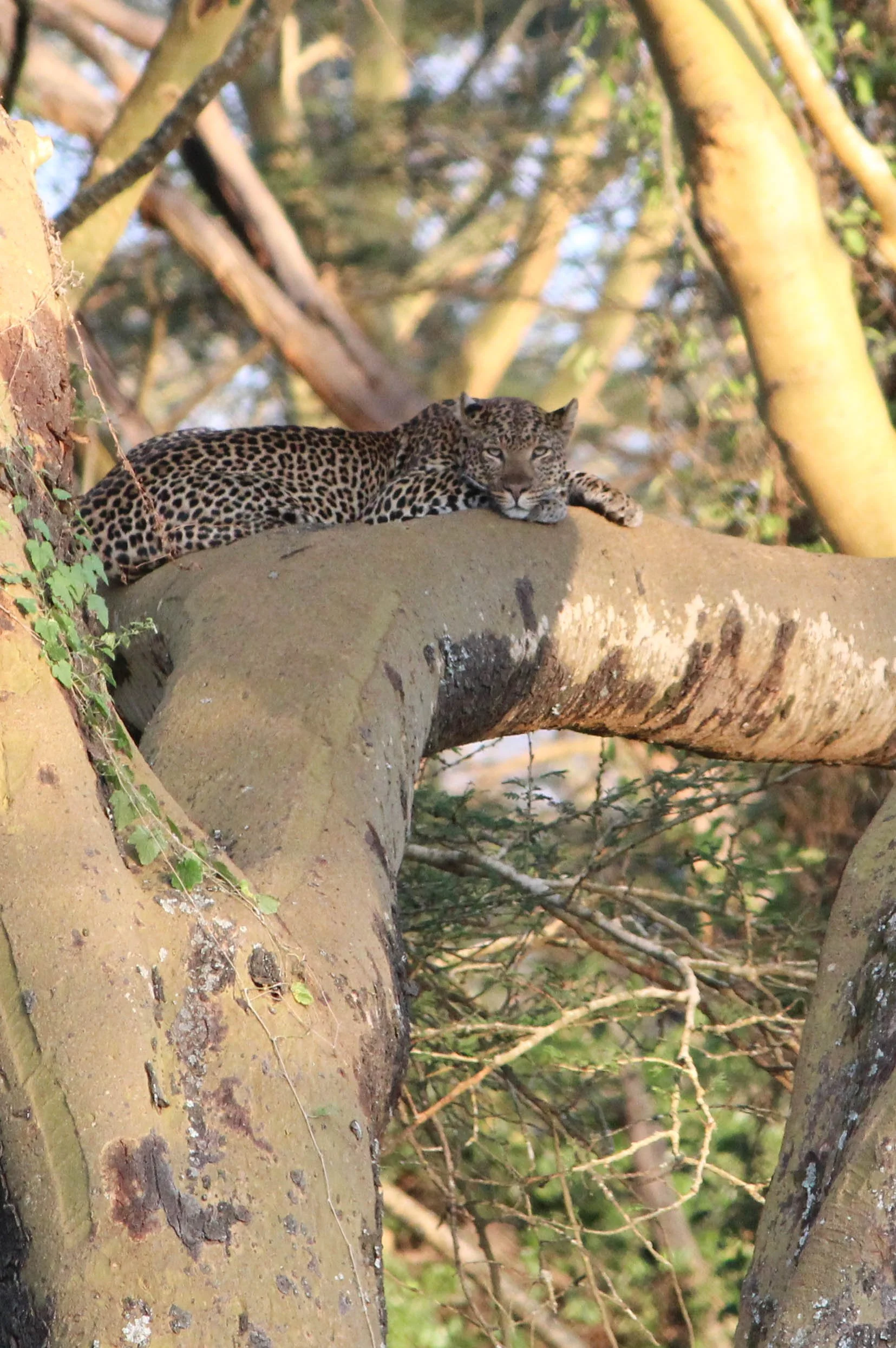 CHEETAH (1 of 1).jpg