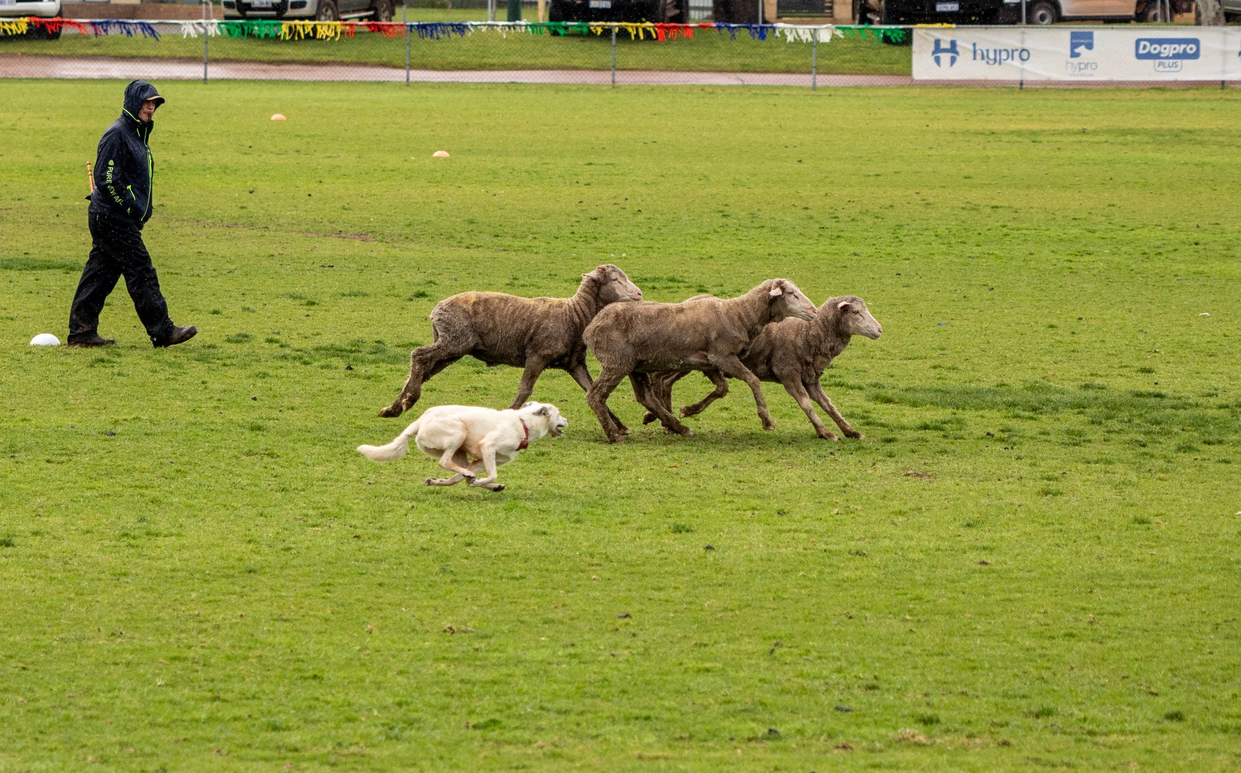 good dog from Grass Valley- roiunding them up (1 of 1).jpg