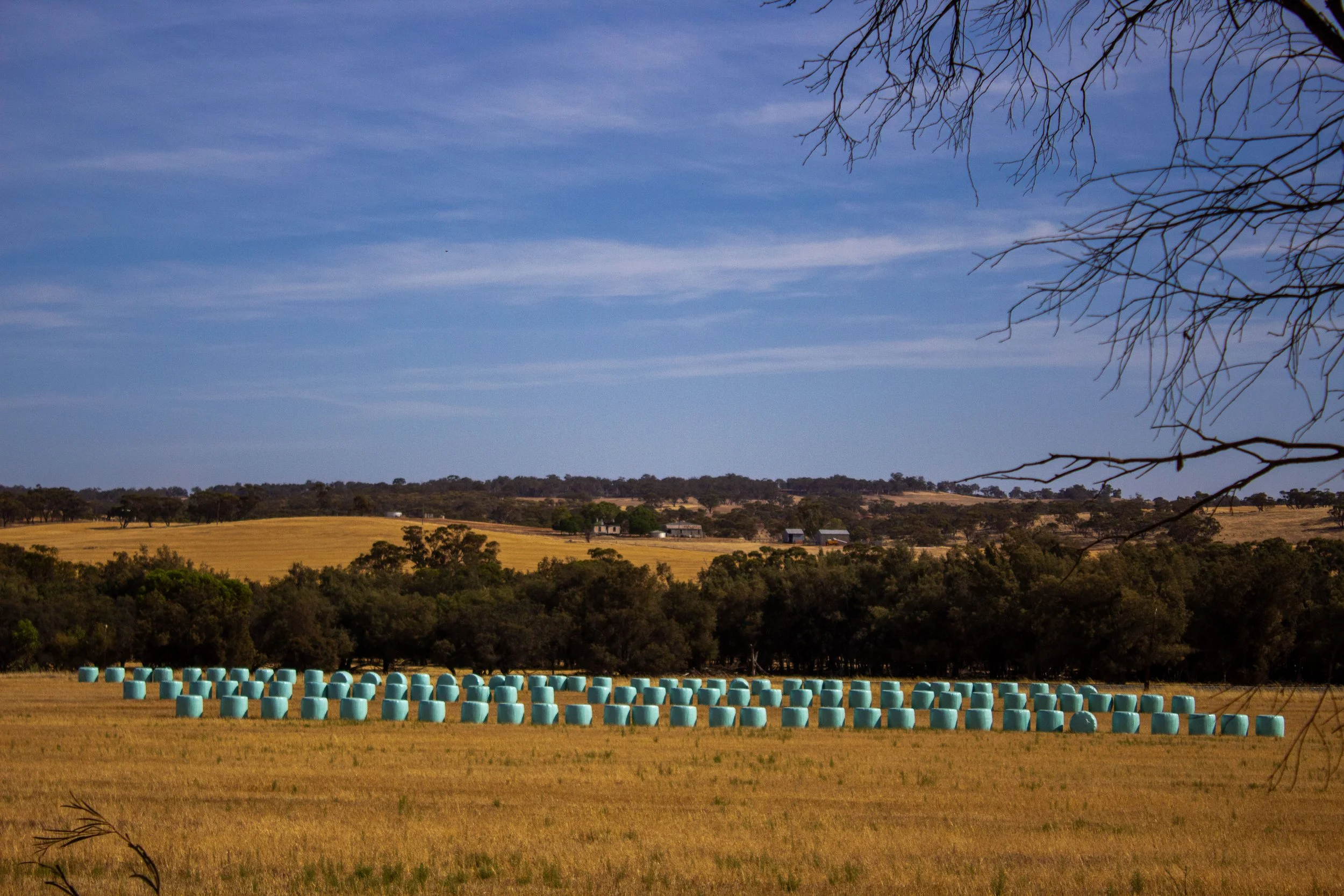 Wrapped up hay - hey-23.2.24.jpg