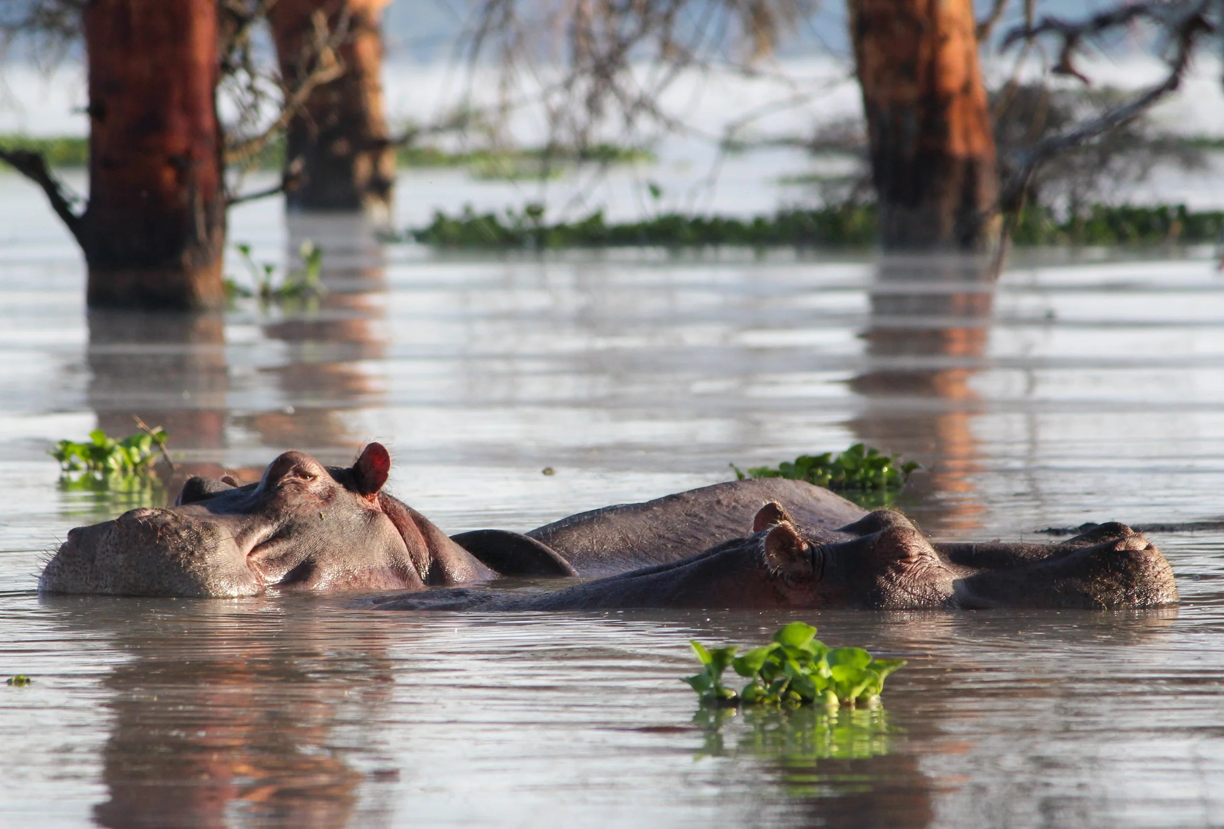 LAKE NAKURU-HIPPOS (1 of 1).jpg