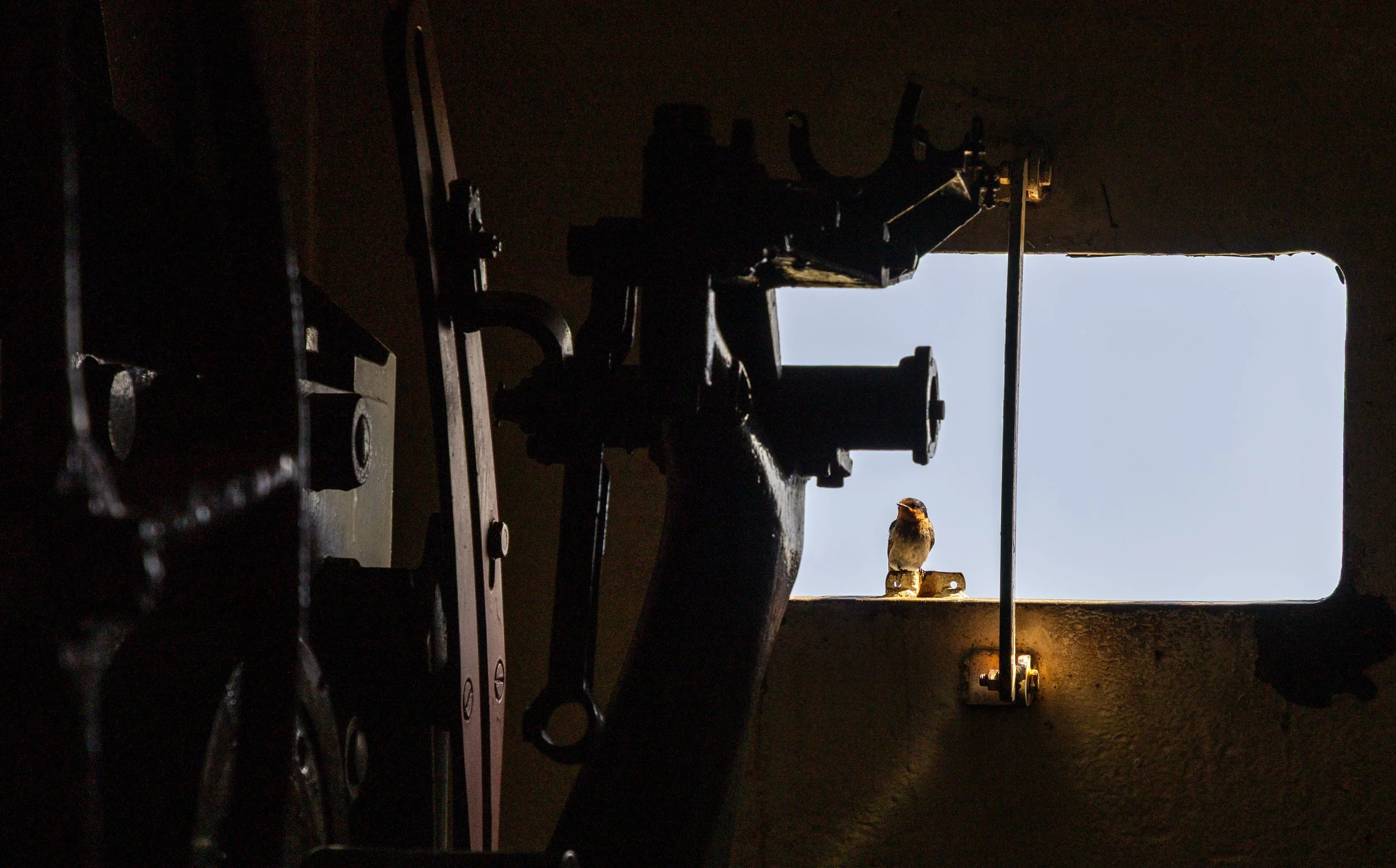 OLIVER HILL BIRD - ROTTNEST 18 OCT2025 (1 of 1).jpg