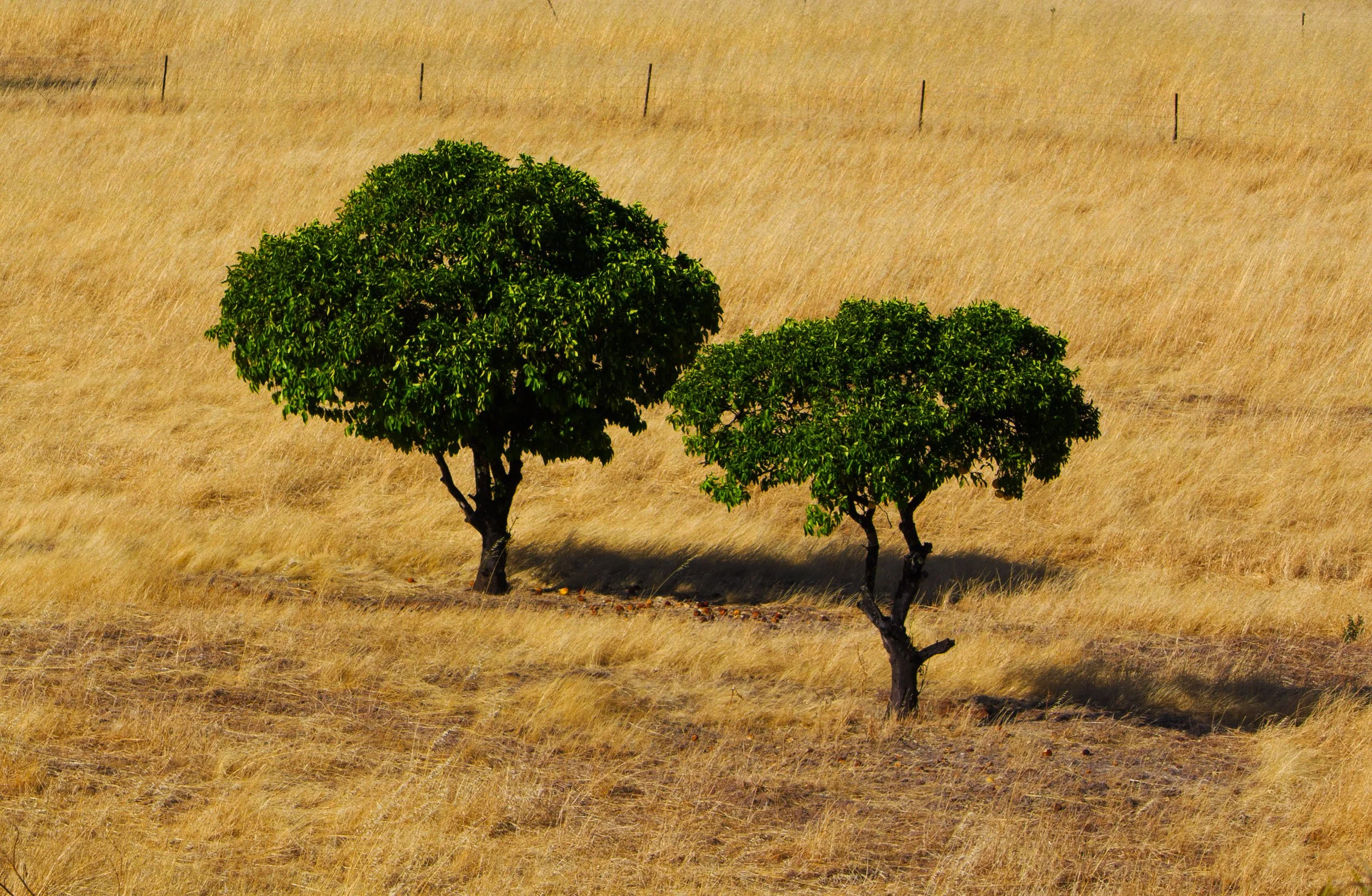 GREEN TREES IN DRY FIELD (1 of 1).jpg