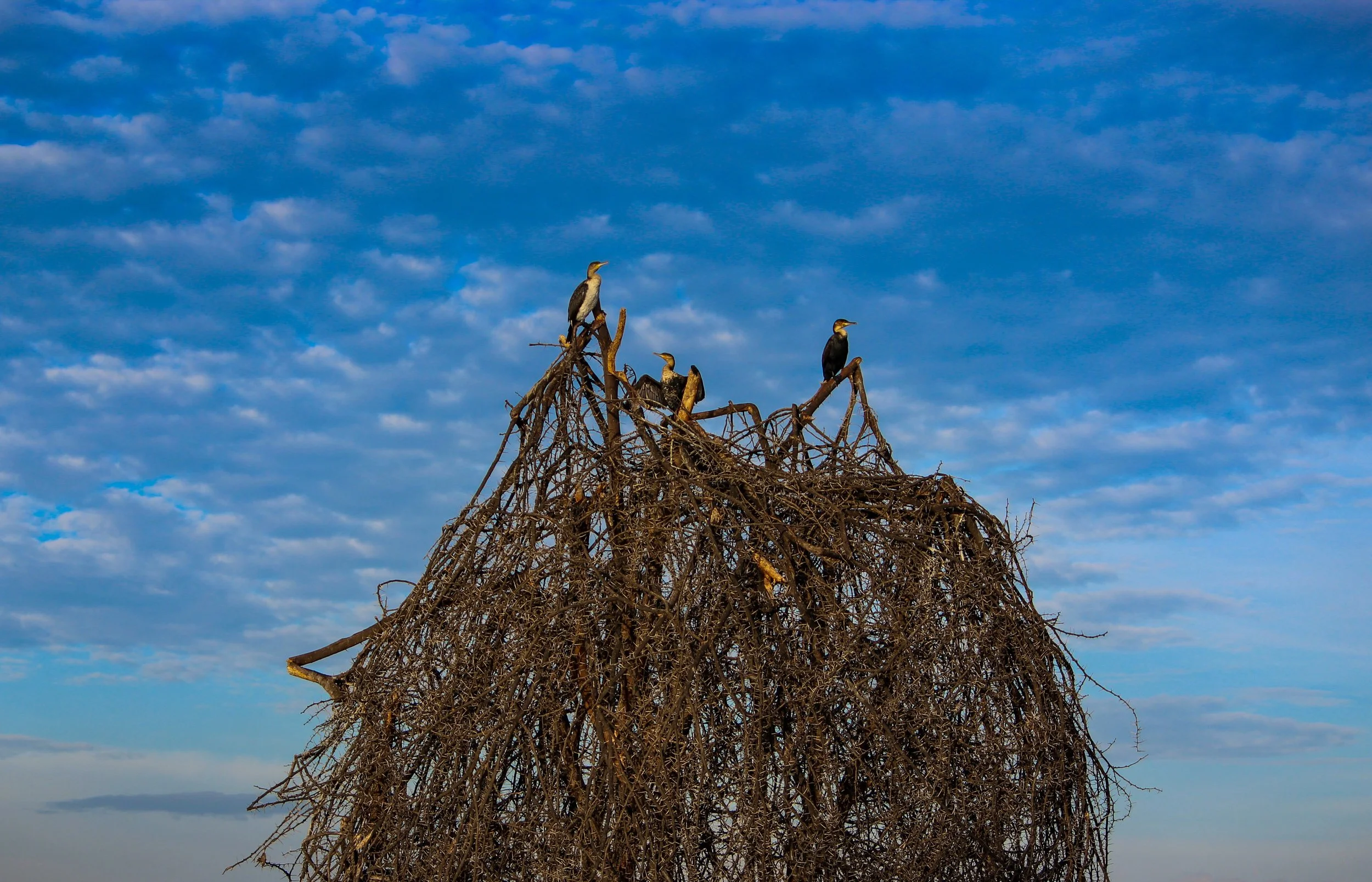 LAKE NAKURU-BIRDS (1 of 1).jpg
