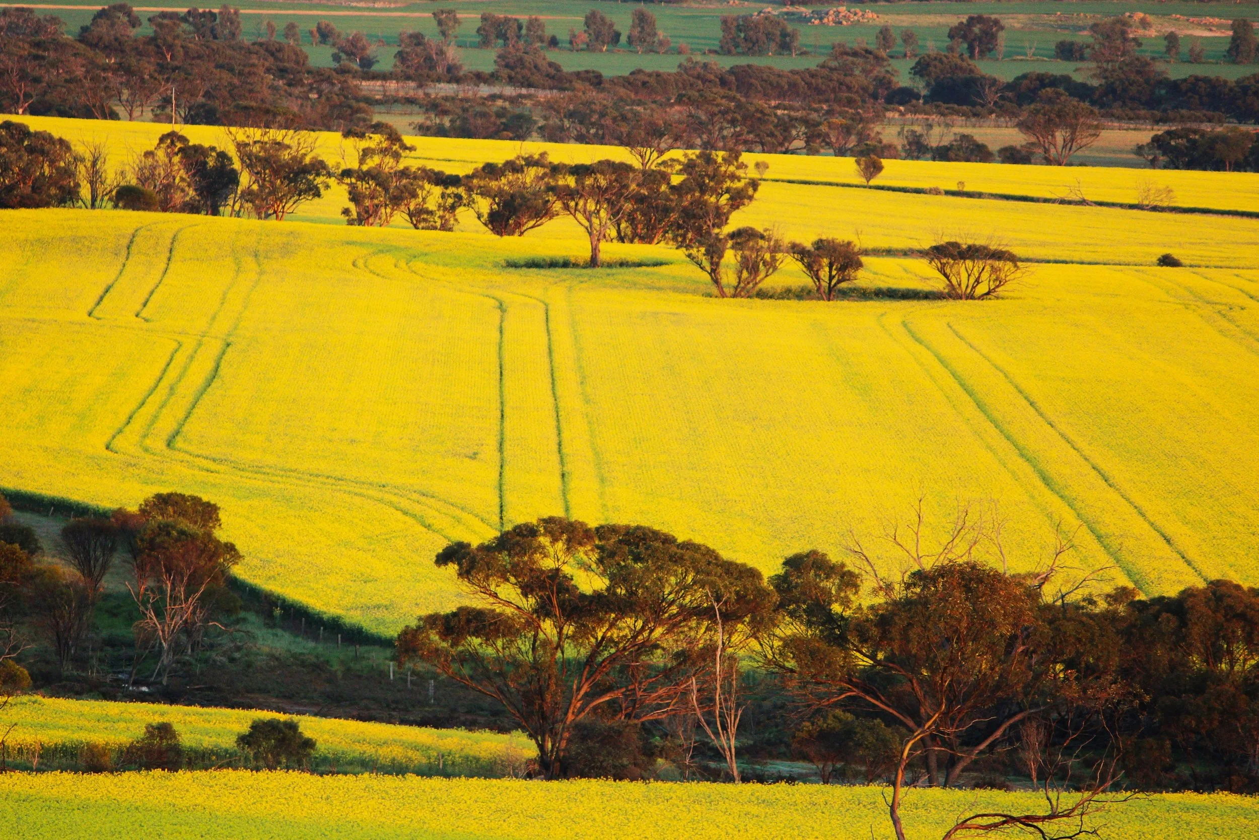 Morning canola tracks-Kwolyin Rock.jpg