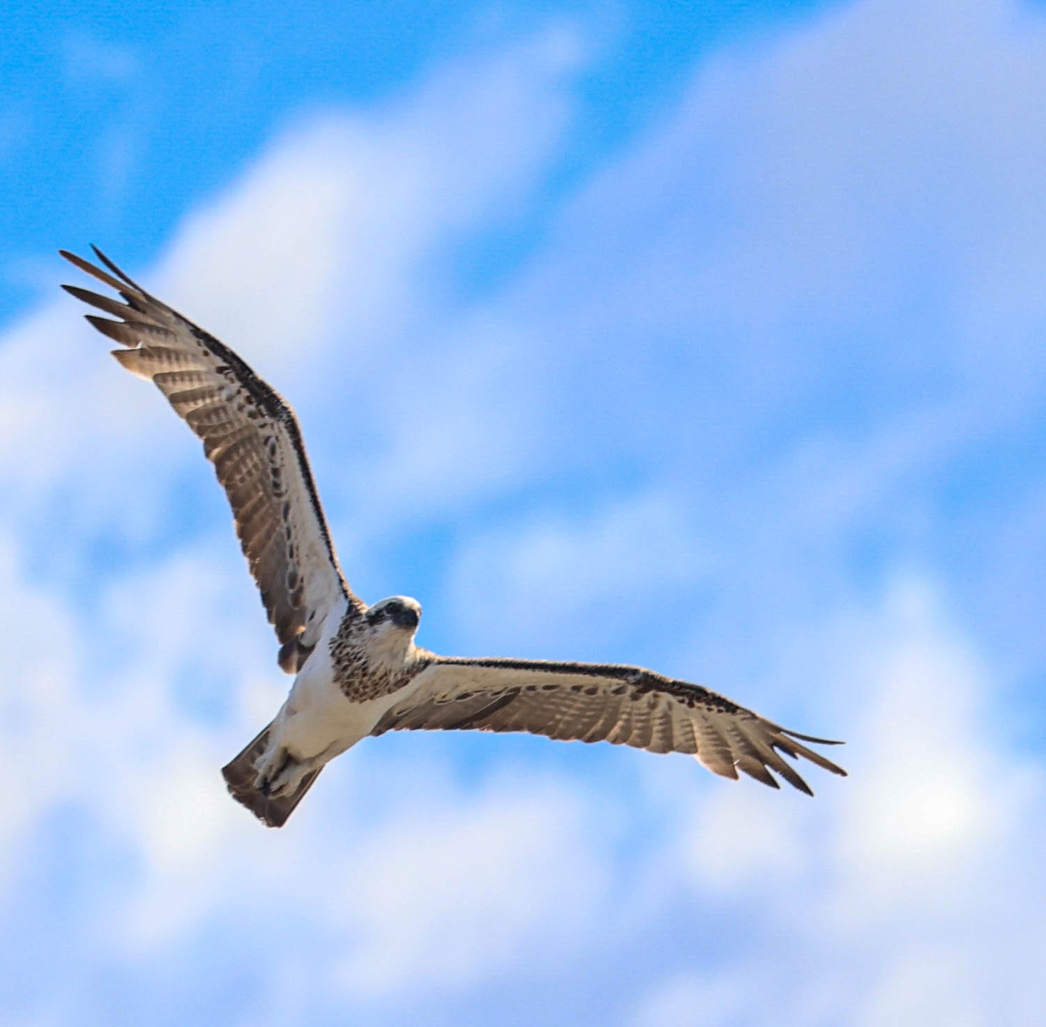 OSPREY IN FLIGHT LOOKING DOWN3 (1 of 1).jpg