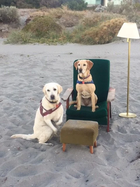 LAB SOUTH BEACH PATROL-2018 (1 of 1).jpg