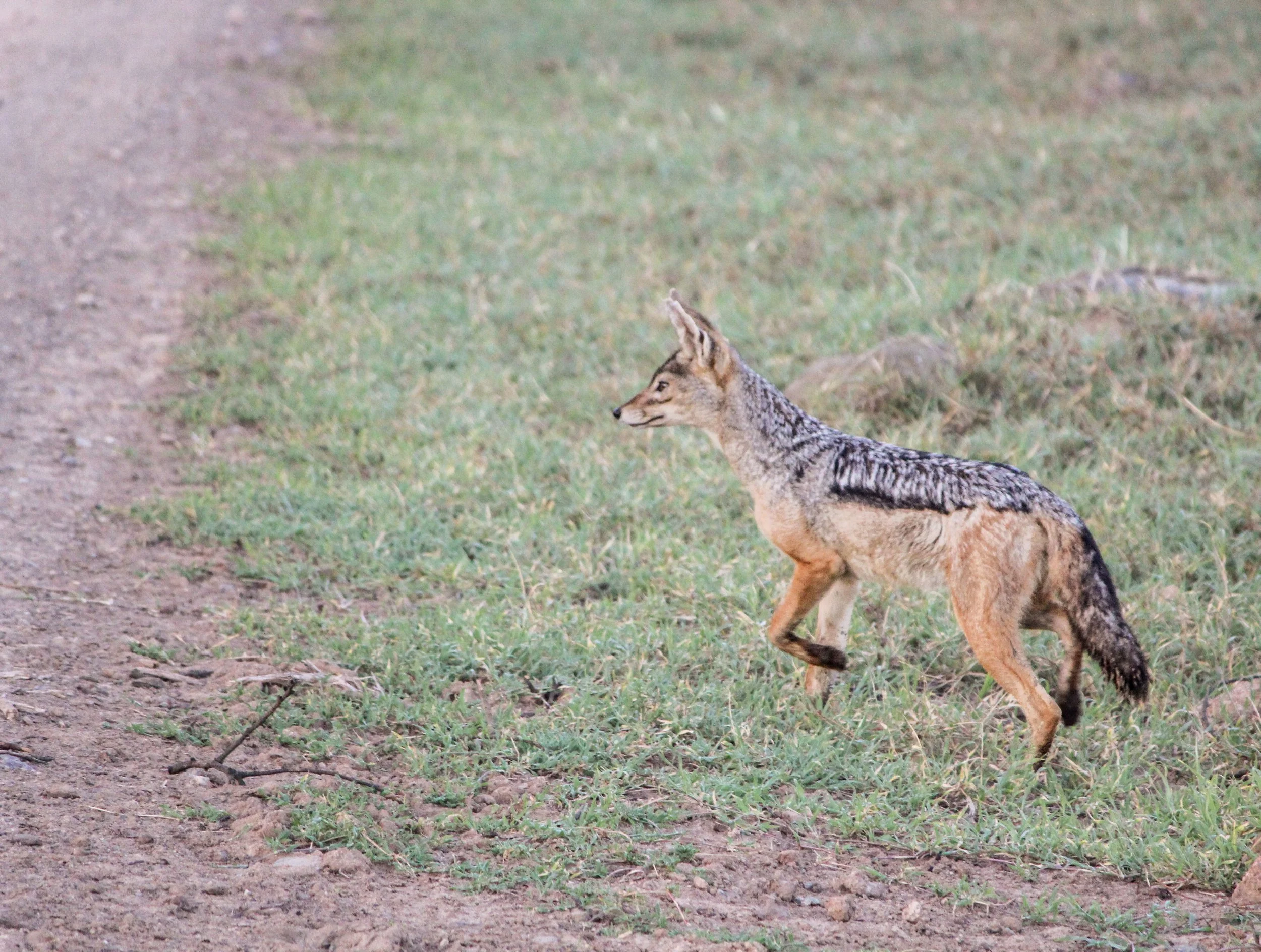 WILD DOG (1 of 1).jpg