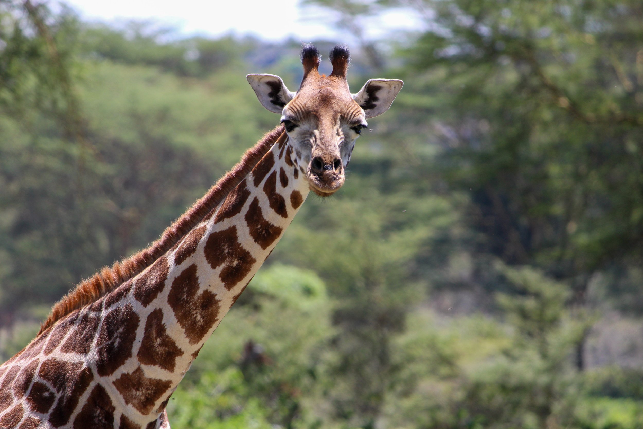 GIRAFFE (1 of 1).jpg