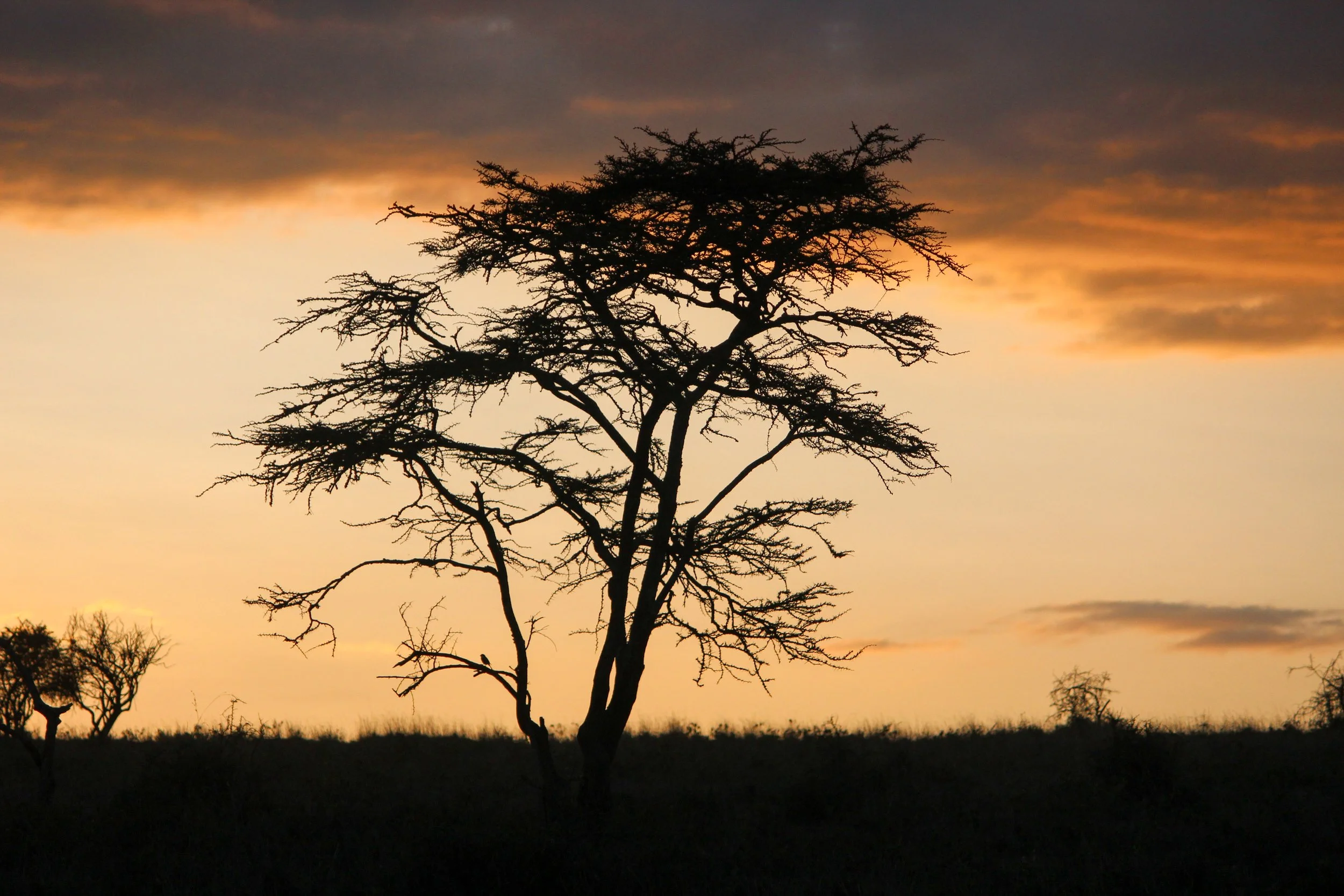 BIRD TREE SUNSET (1 of 1).jpg